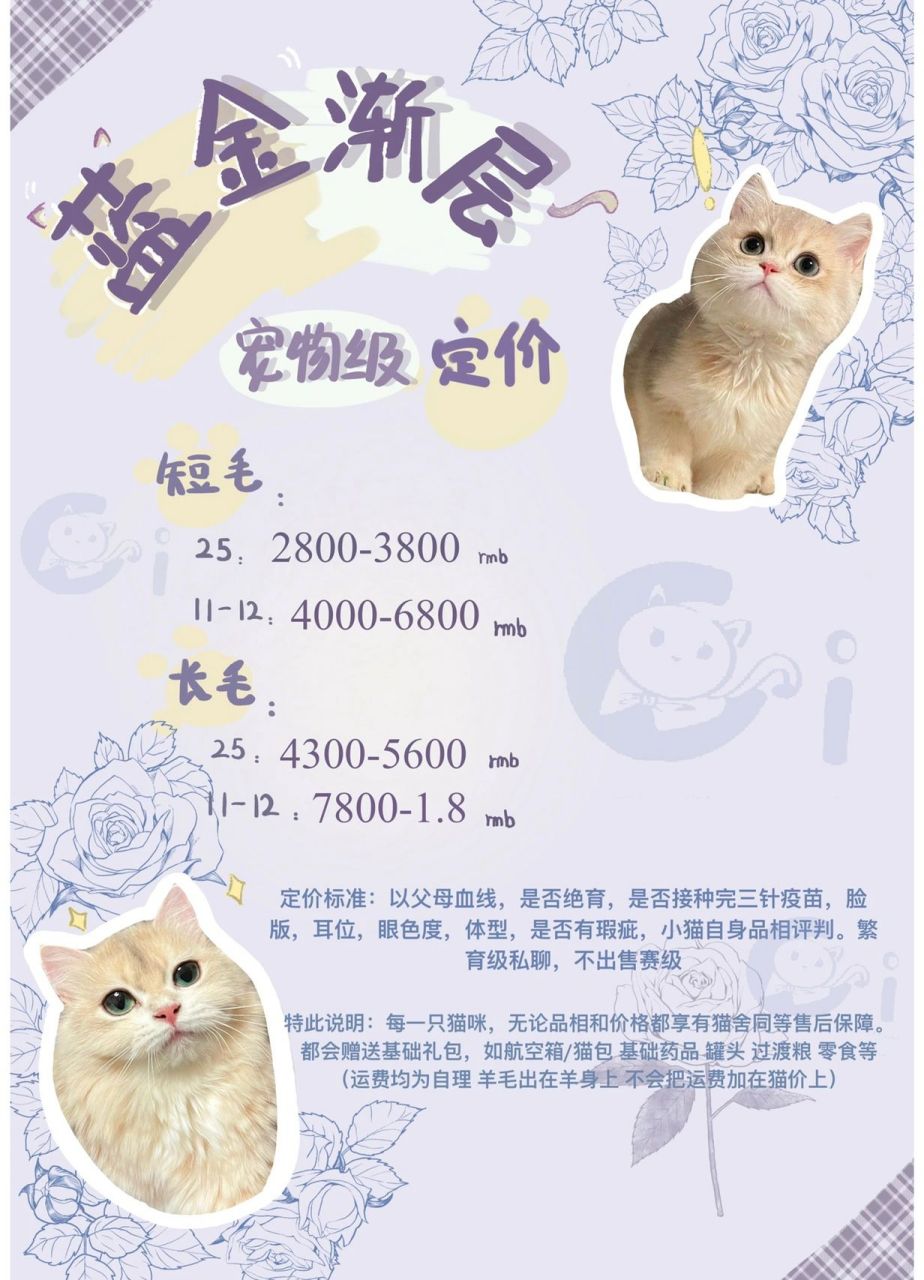 92更新一下 我们猫舍的蓝金价格表96