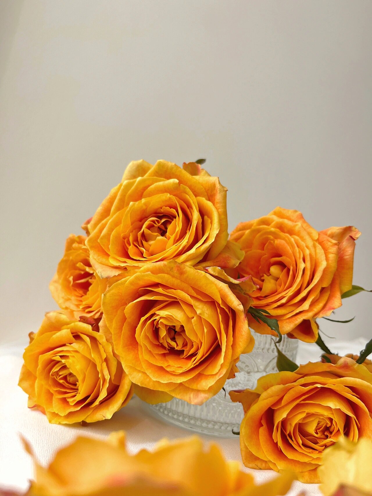 94鲜花中"爱马仕"欢乐颂玫瑰|附养护方法6015 94欢乐颂玫瑰