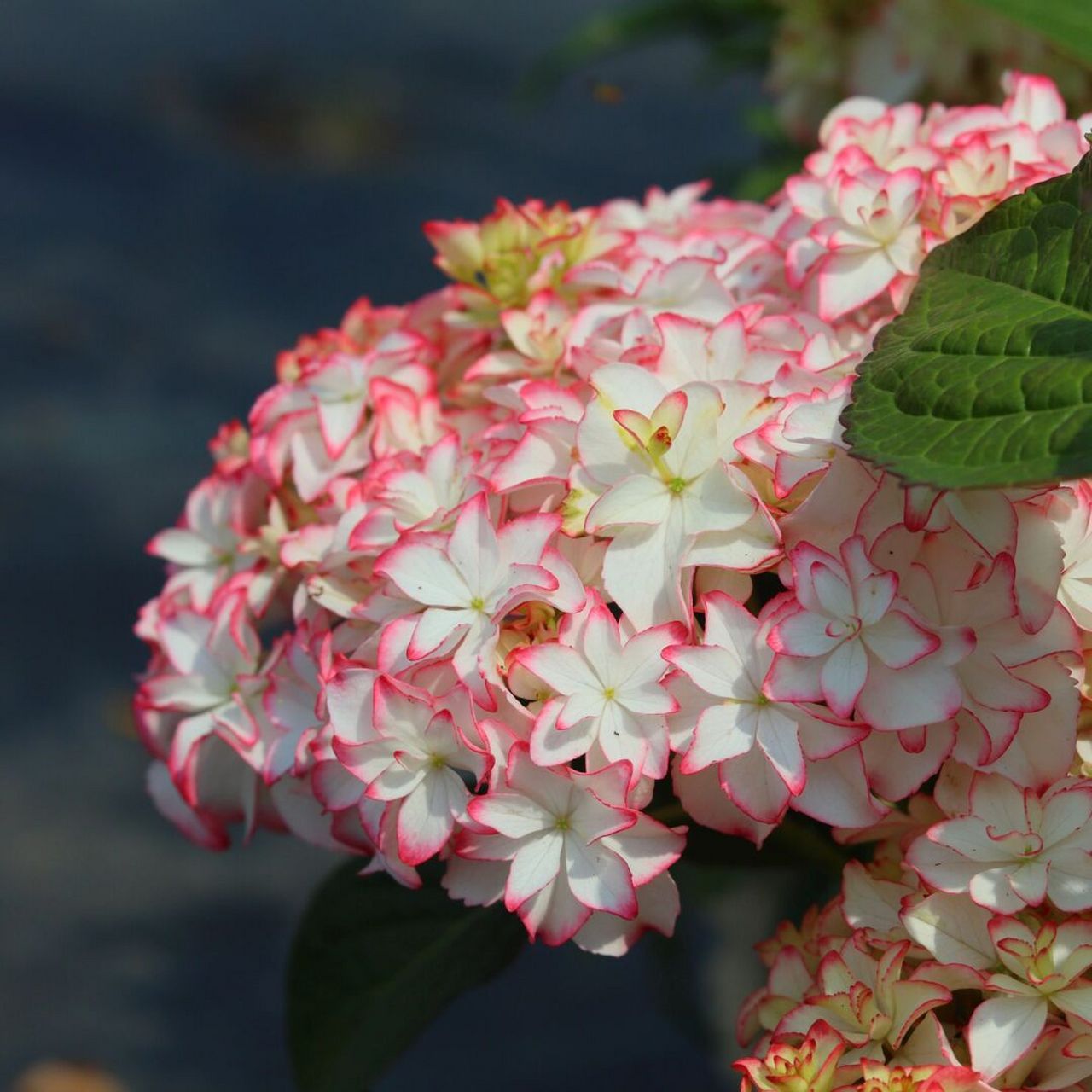 云之垚花卉# #绣球# #绣球卡伦