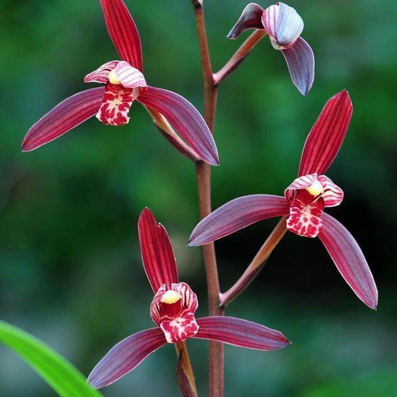 建兰红花之首—墨宝,古香古色,花型灵动 兰花墨宝属于建兰四季兰的