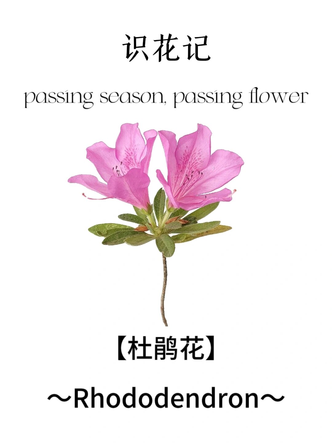 杜鹃花 💕【花语】永远属于你,爱的喜悦,鸿运高照,繁荣