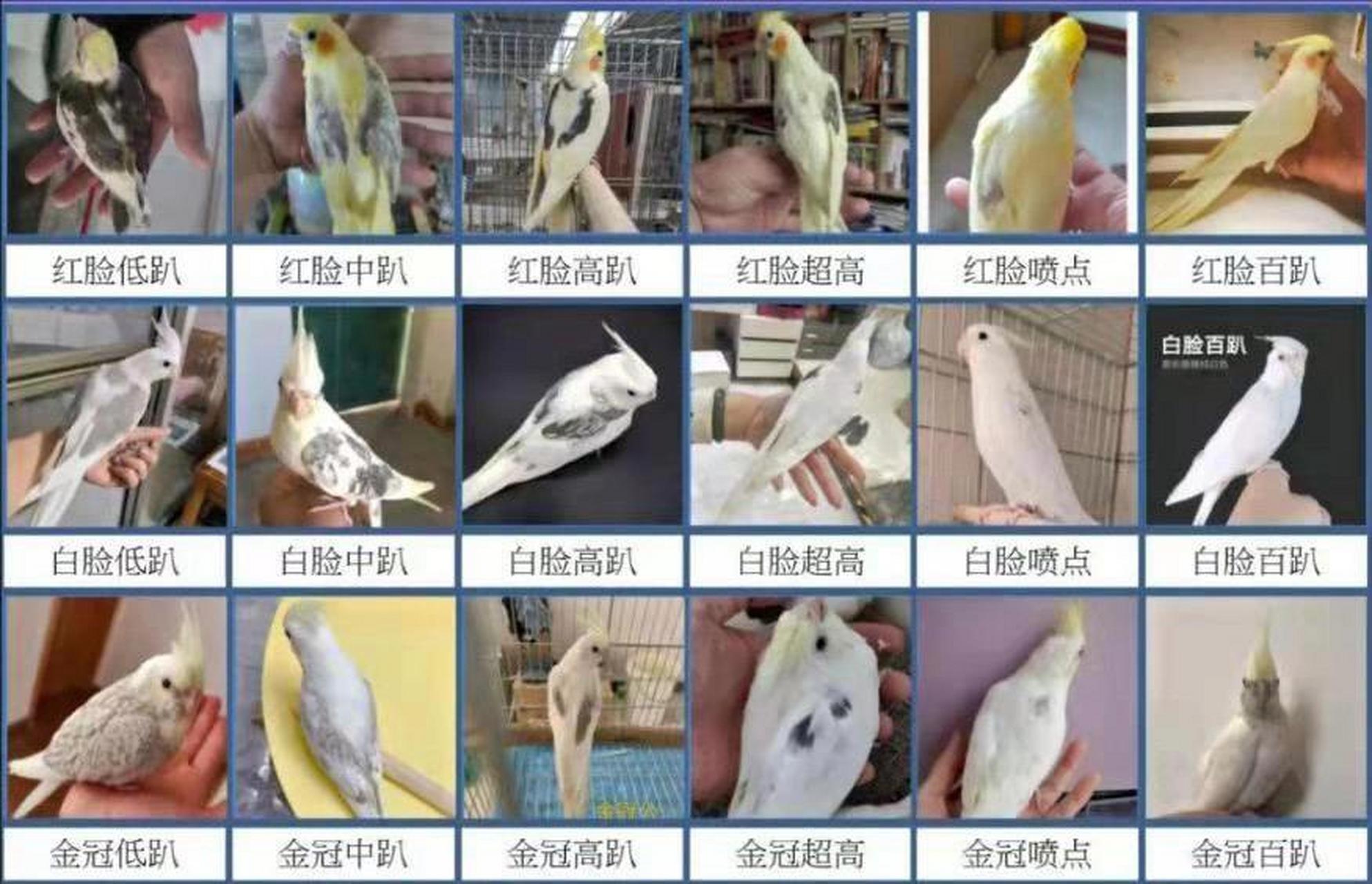 玄凤鹦鹉的品种与图片图片