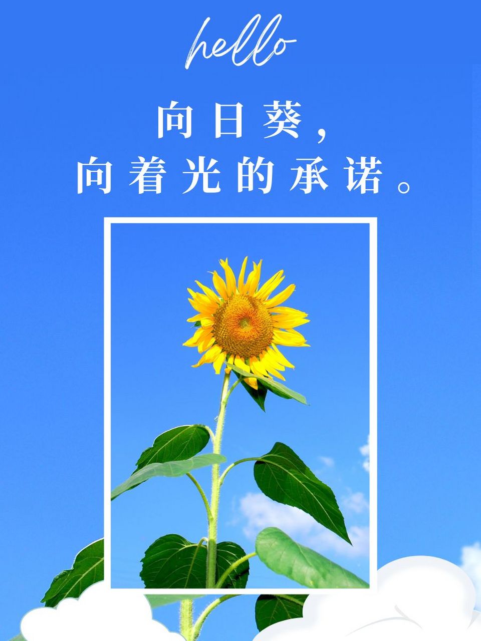 向日葵长什么样子句子图片