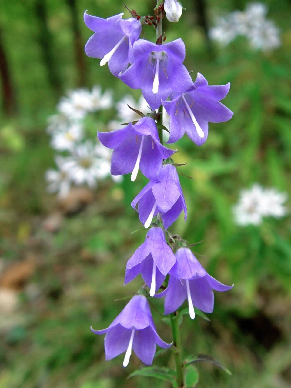 沙参花‖像风铃92一样97好美好美啊~ 72 【中文名】沙参 09