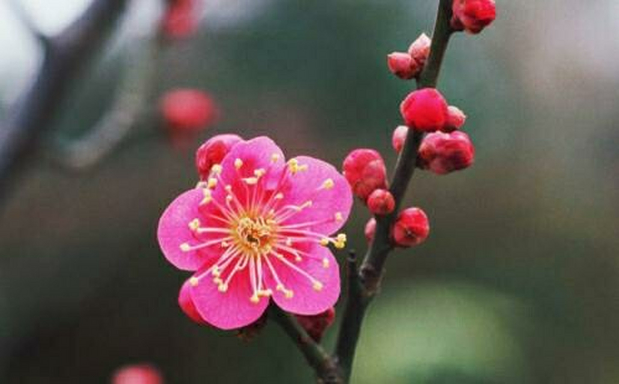 比如:梅花寓意着高洁.