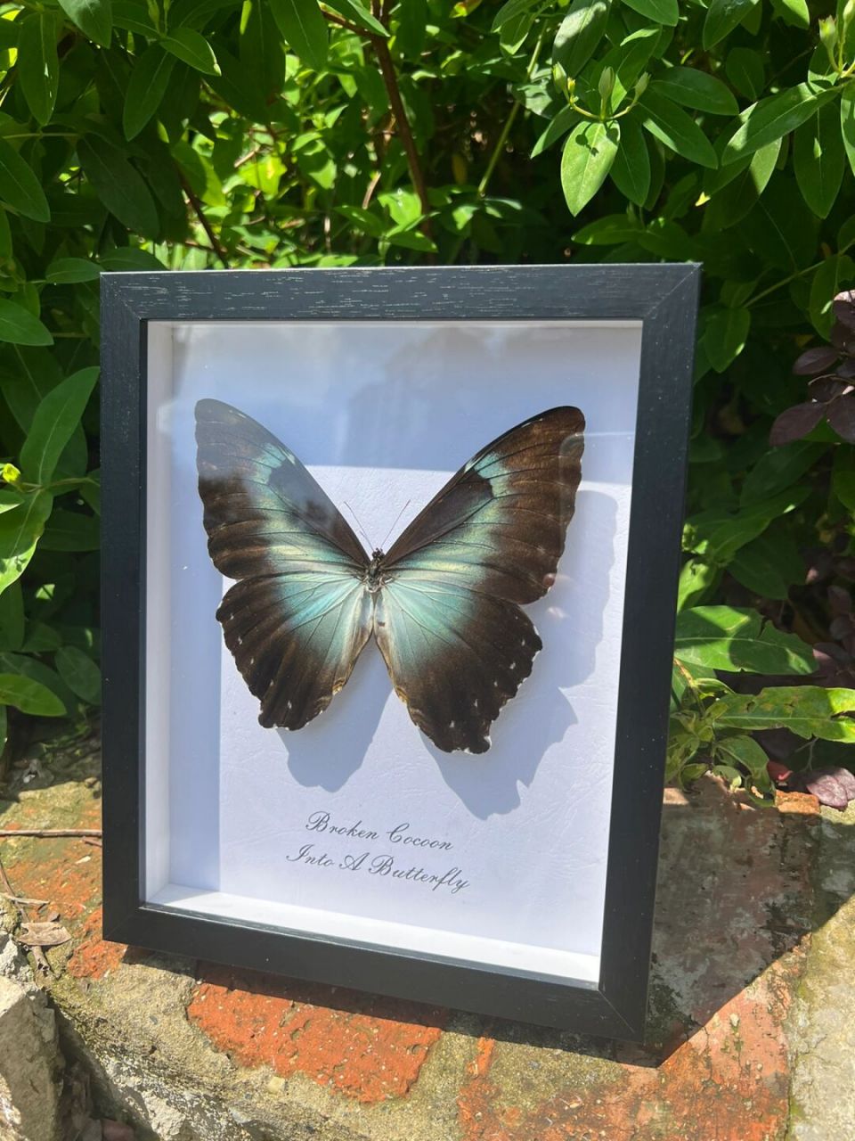 当蝴蝶与自然融入一体 月神闪蝶蓝色系列,实物感觉有点偏绿,阳光下与