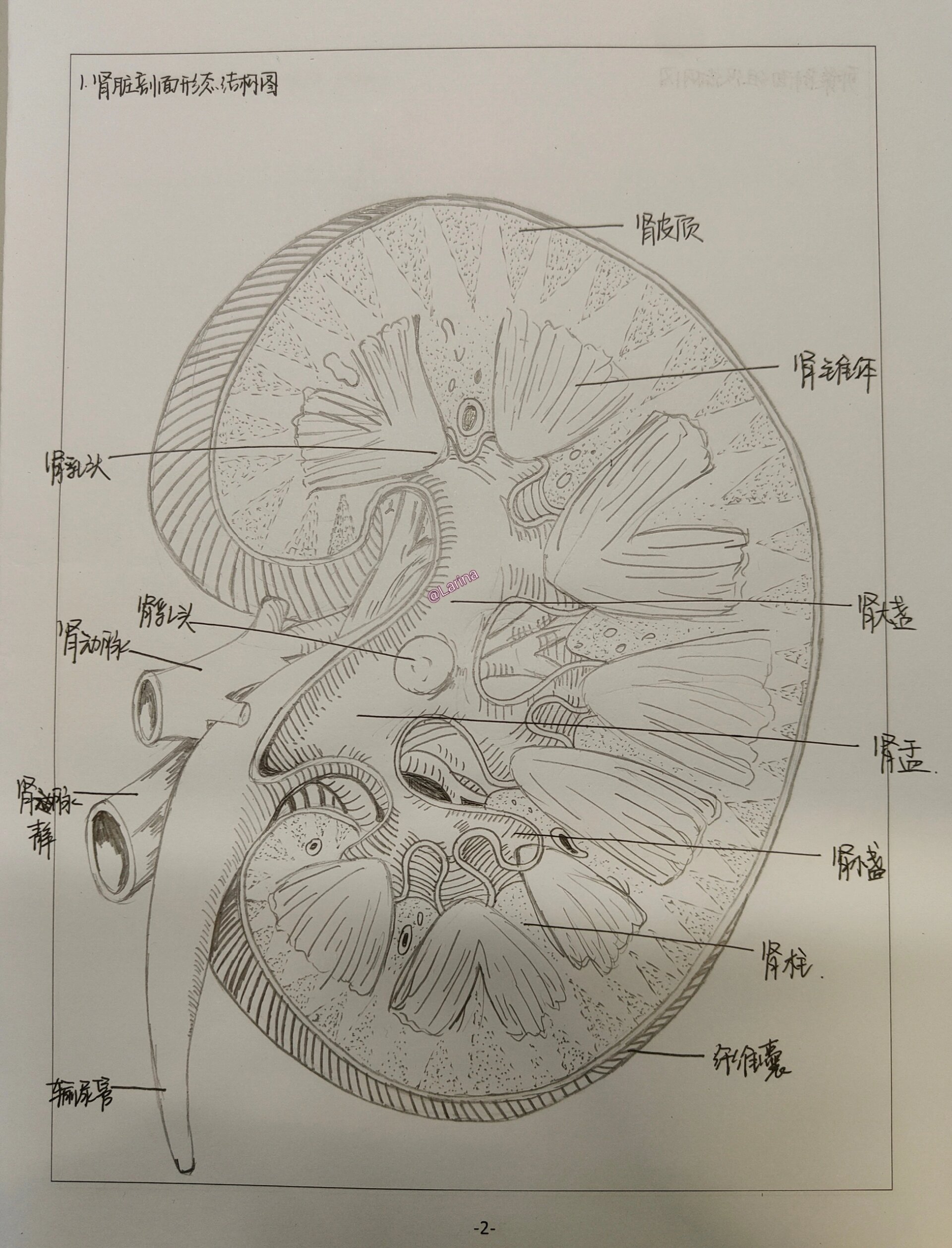 肾脏剖面图手绘 医学生也可以做个美术生31566