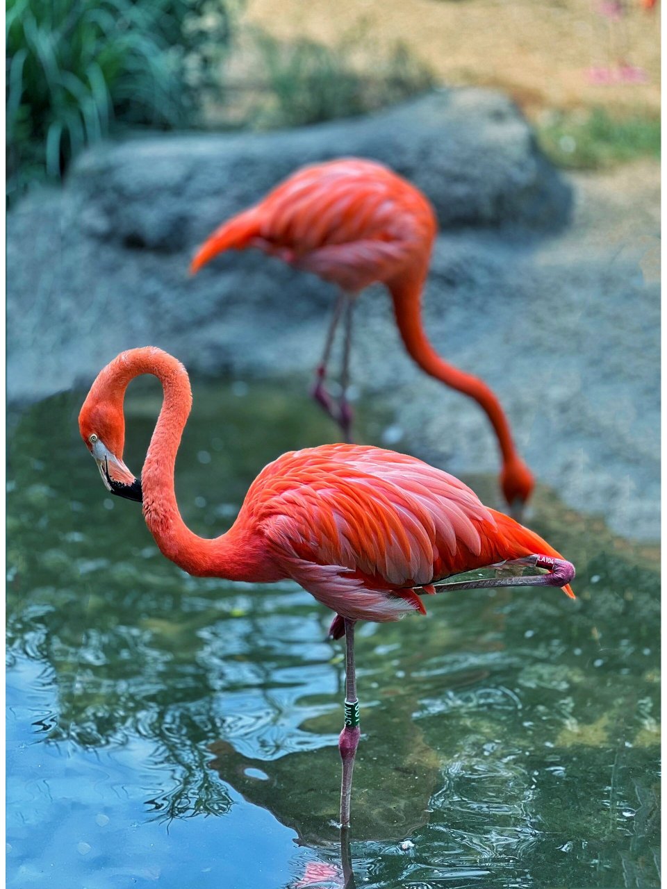 火烈鸟🦩南京红山动物园 小时候经常去 今天是我长大后第一次去,对