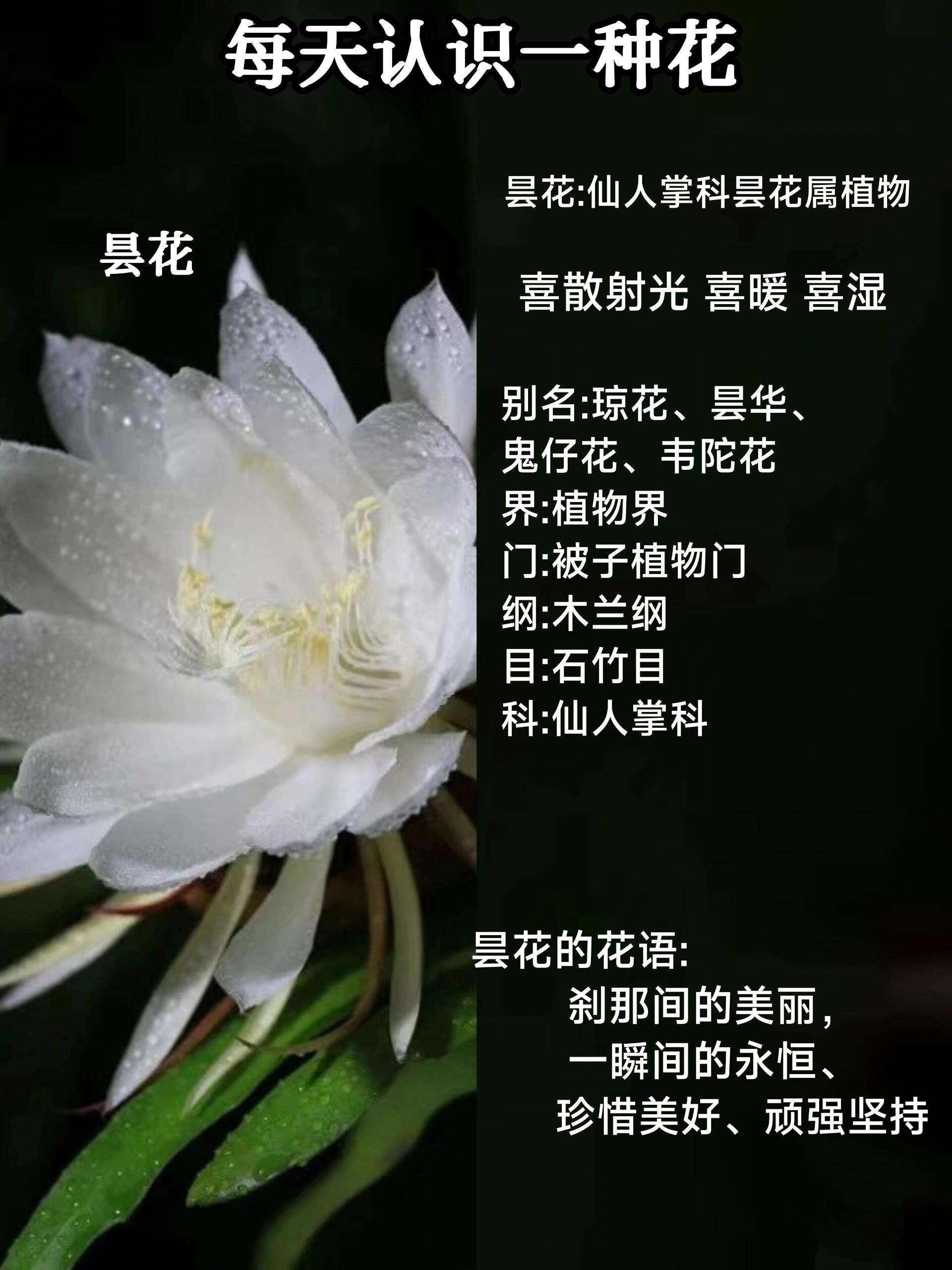 每天认识一种花