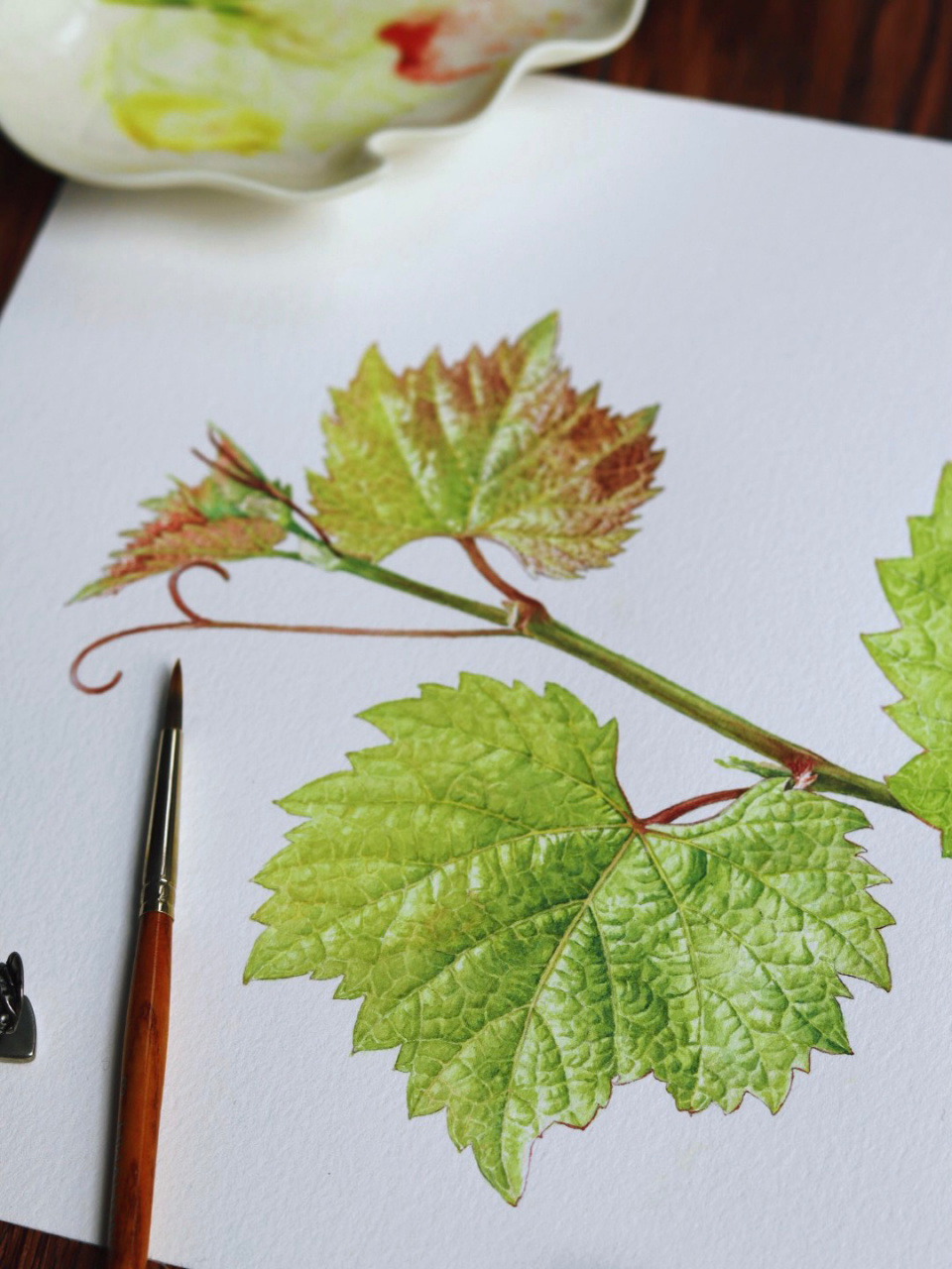 植物水彩|葡萄叶子(附线稿) 闪闪发亮的95 是生命的光泽