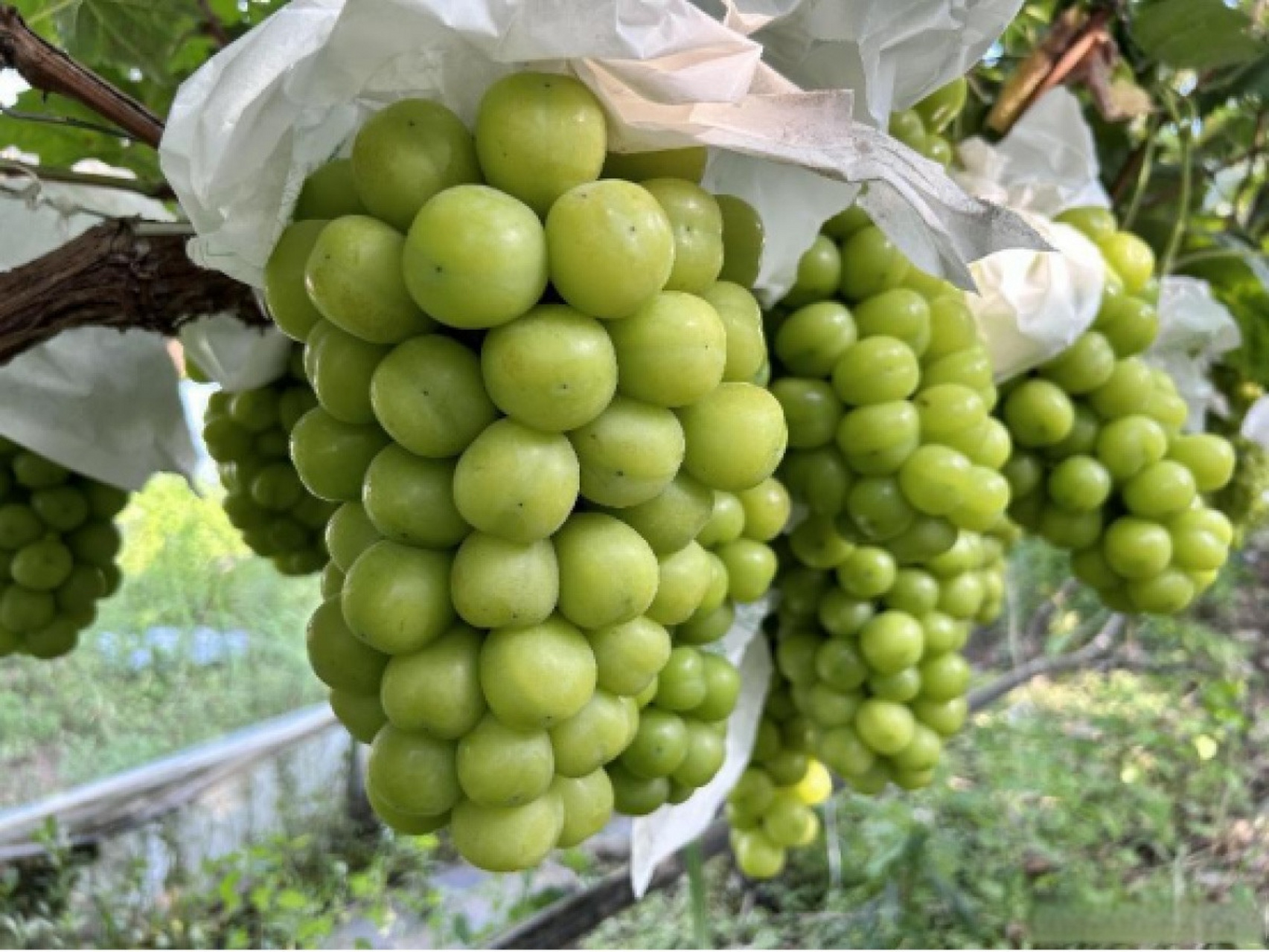 【潢川县付店镇:玲珑葡萄满枝藤 甜蜜飘香采收忙】眼下正是葡萄成熟