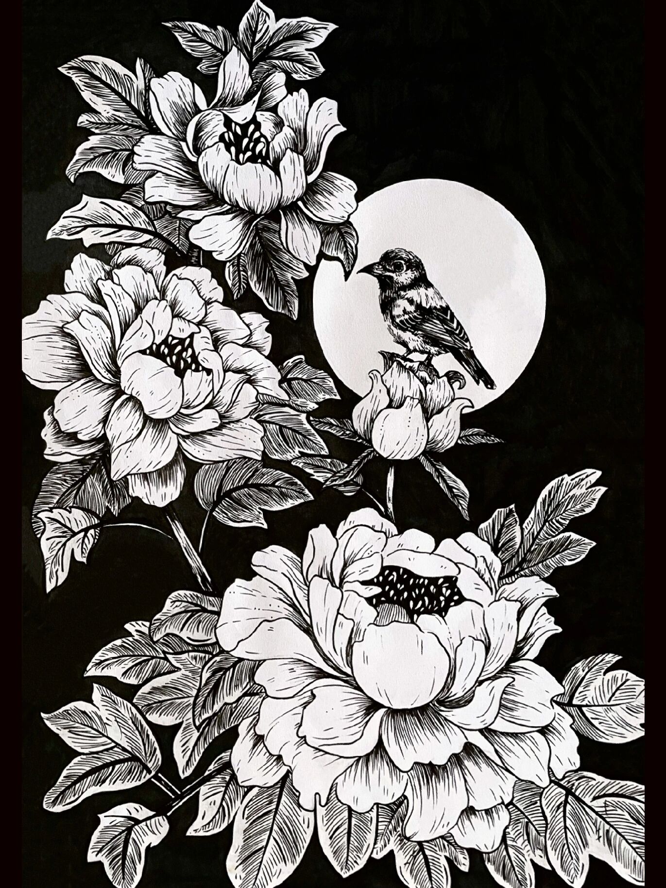 《牡丹花》线描