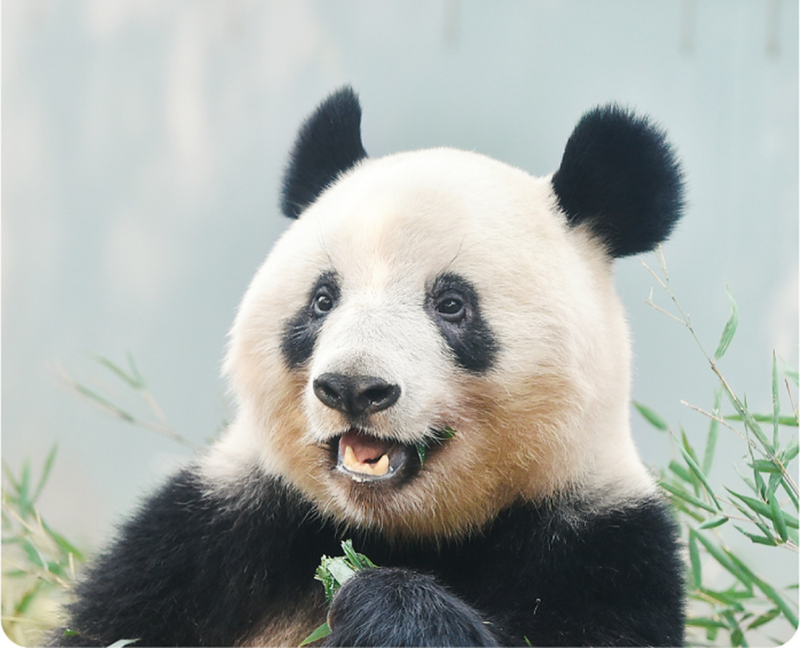 大熊猫香香今天回国,于17时15分抵达成都双流机场!