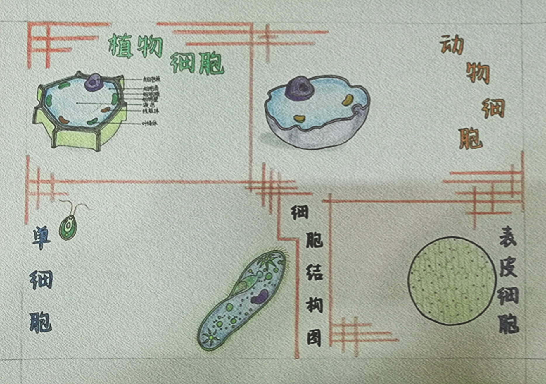 初一细胞手抄报图片