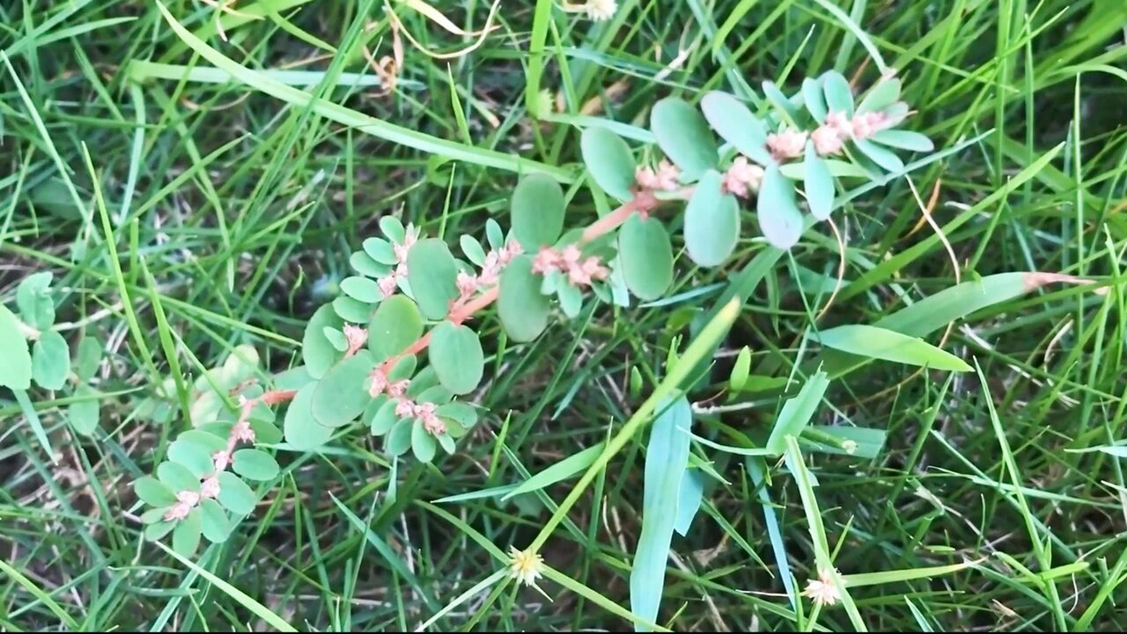 飞扬草的功效与作用图片