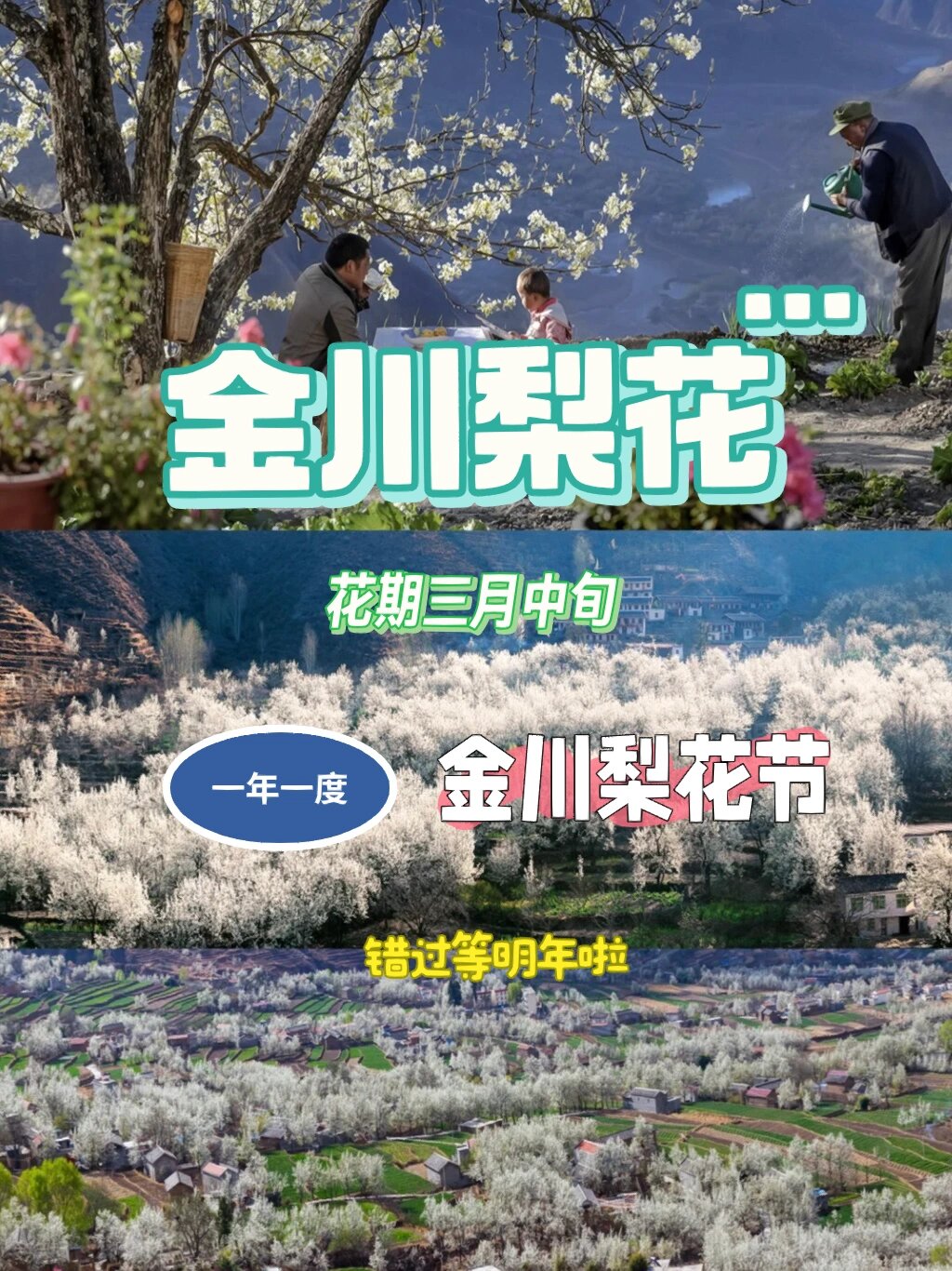 金川梨花节|一年一度,错过等明年啦94冲91