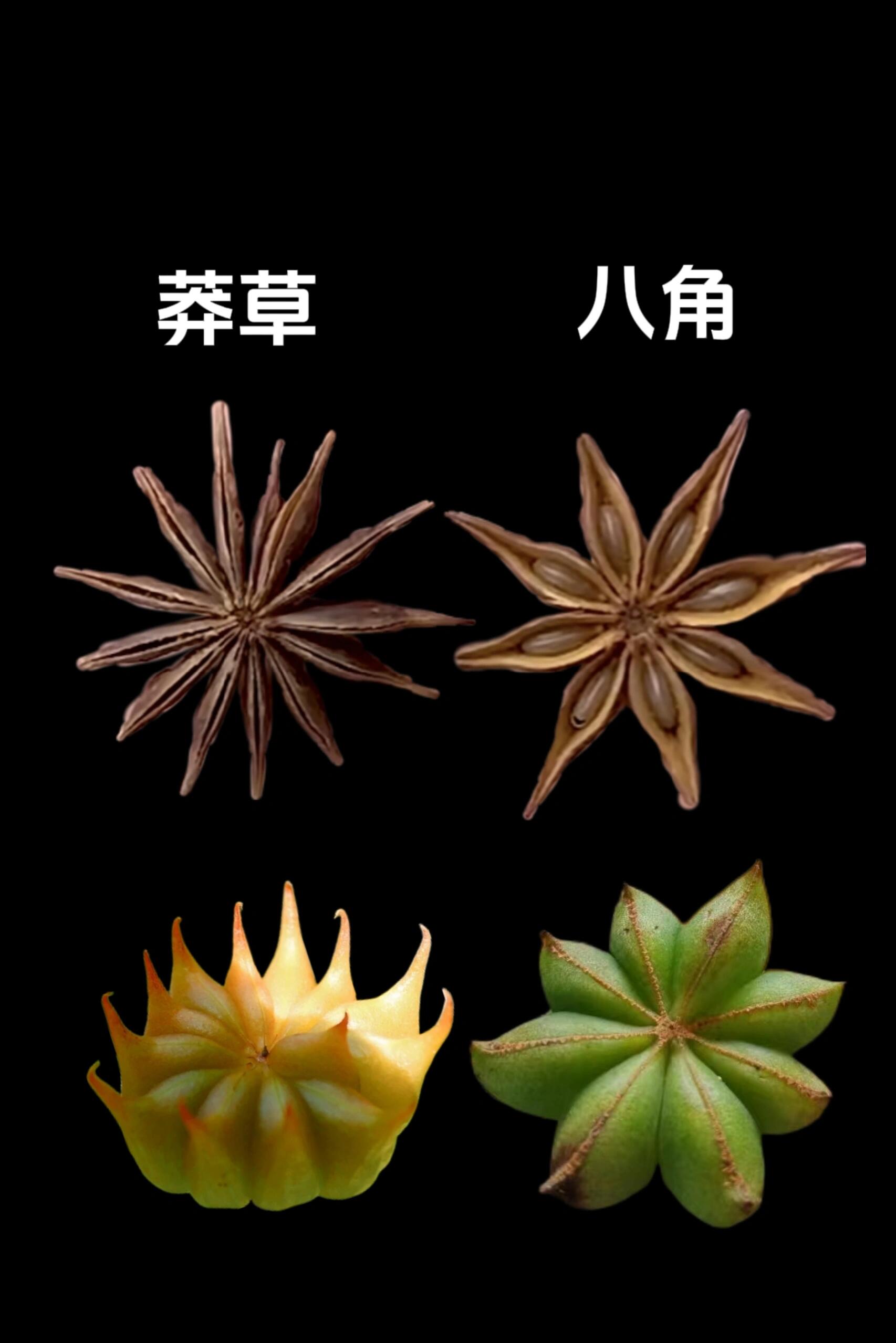 【识别】注意区分八角和莽草
