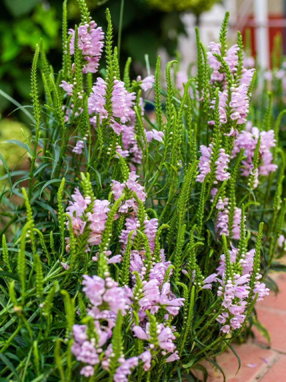 迫不及待分享这8种耐寒耐热的宿根花卉!
