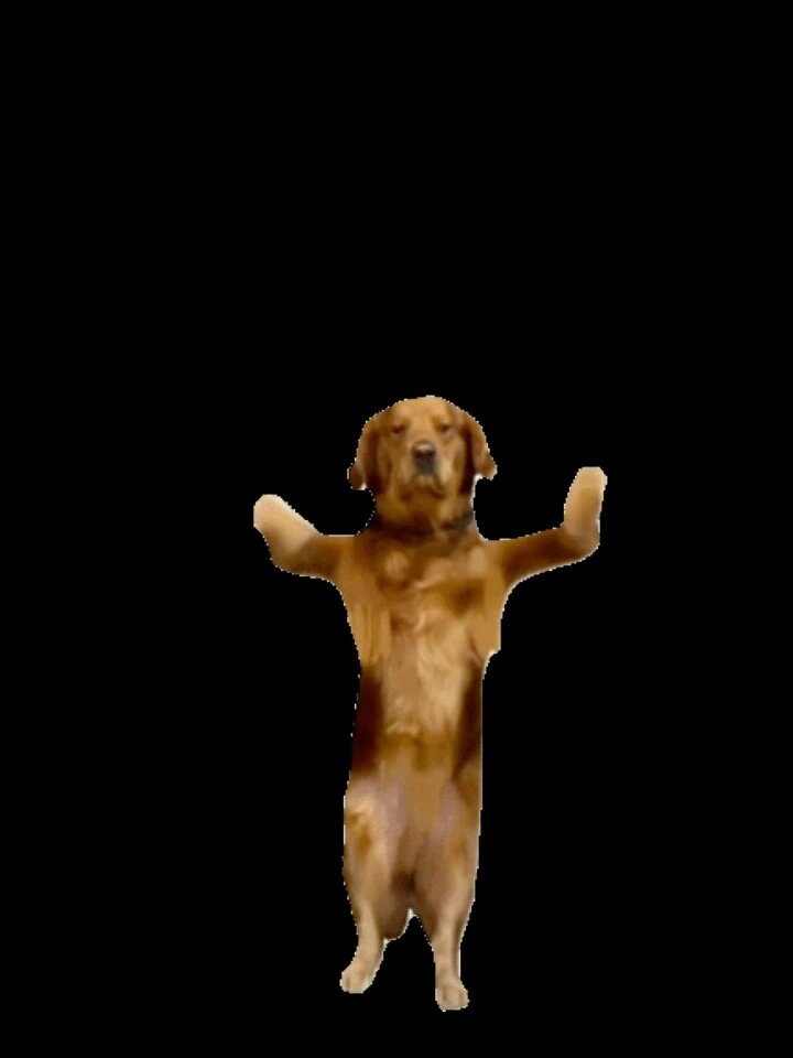 小金毛跳舞表情包