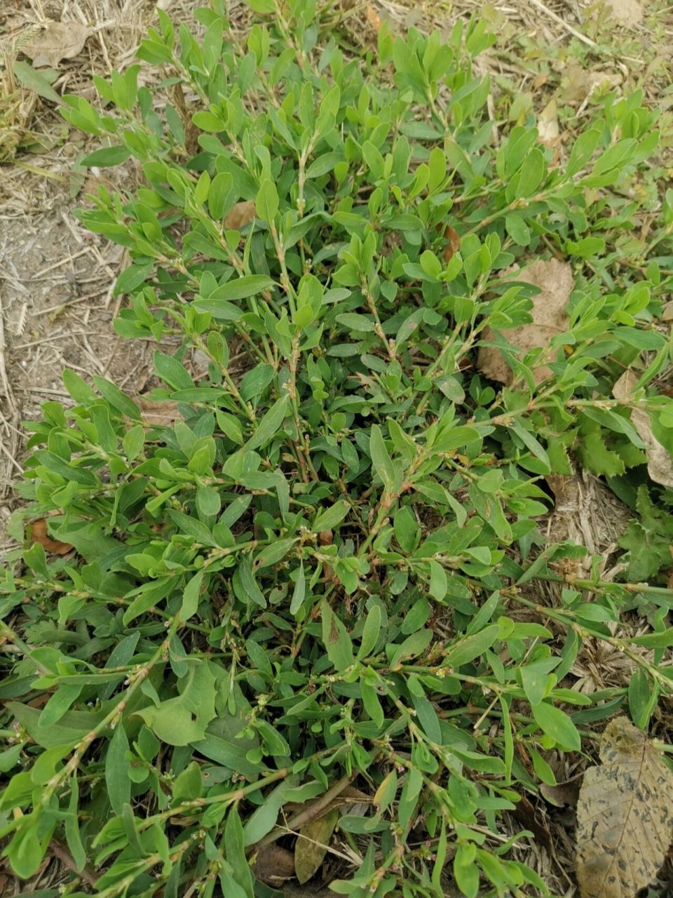 习见萹蓄&萹蓄 (猪牙草) 我常常被这样迷人的小花吸引到,感觉它们有说