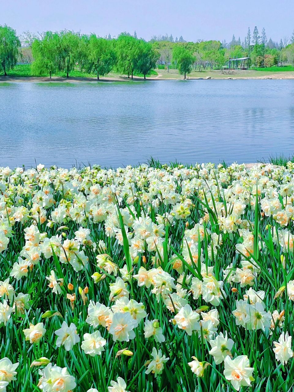 又白又大的洋水仙花朵在阳光照射下