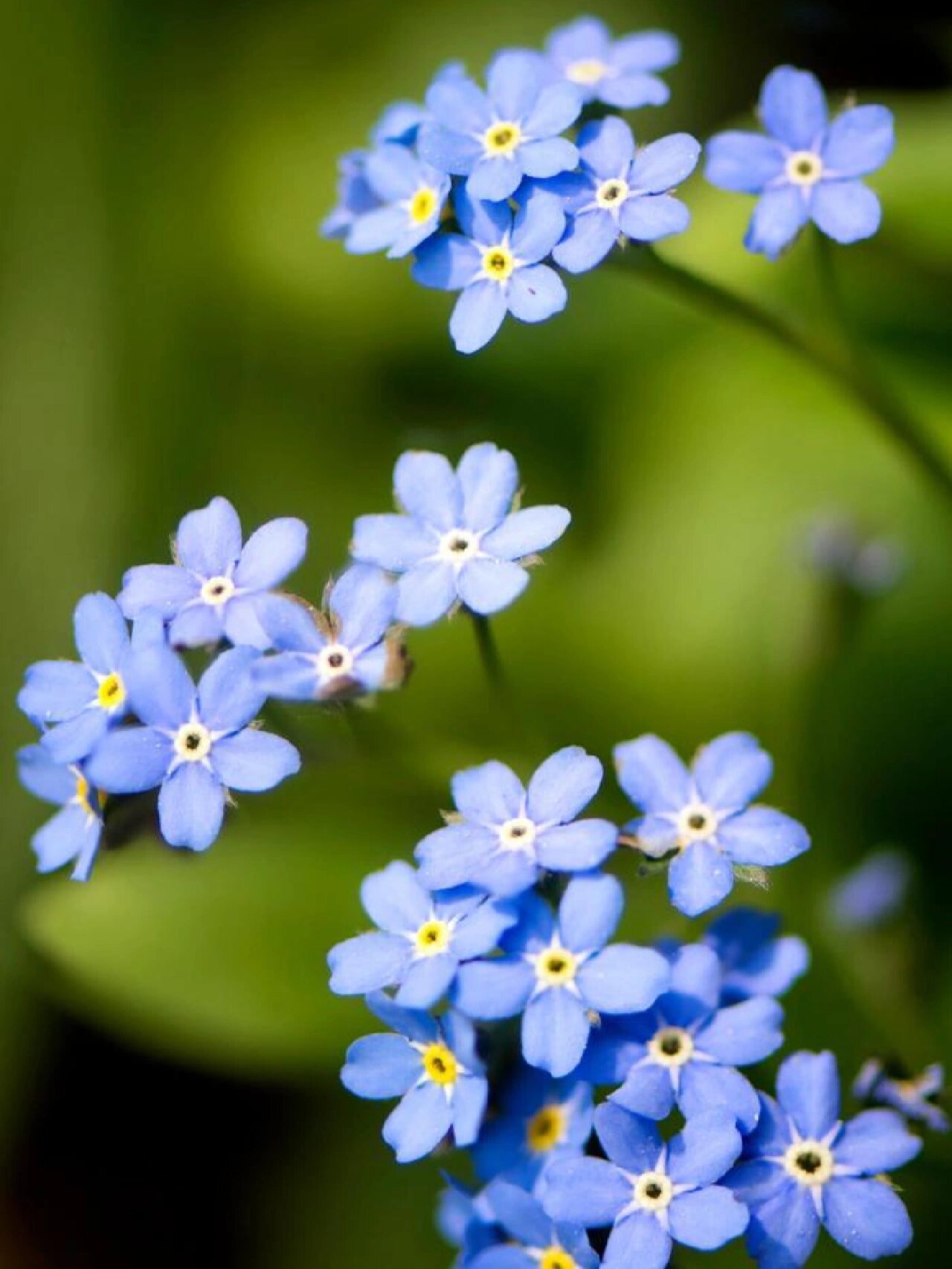 花系列|勿忘我94相思草78