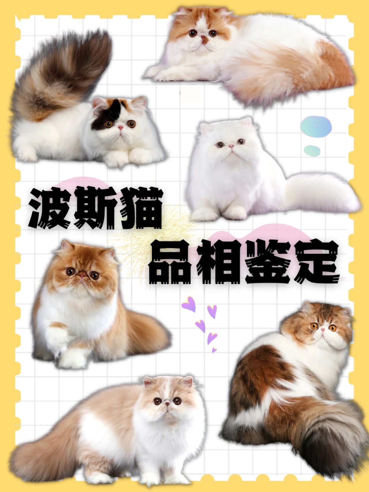 波斯猫品相鉴定丨如何挑选?猫中贵族