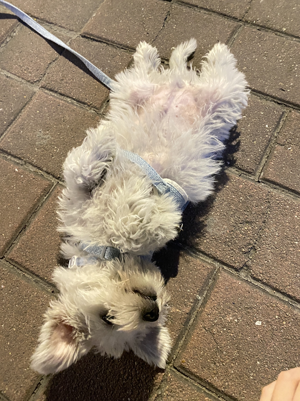 比熊雪纳瑞串串狗 究竟你像啥呢?