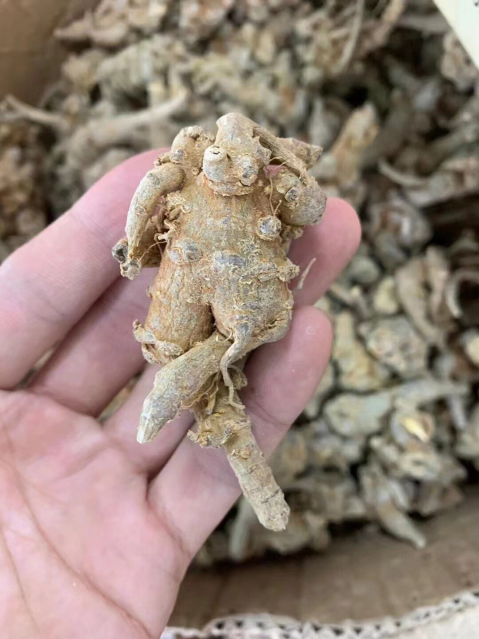 云南野生原枝田七(三七) 功效:止血,散瘀,消肿,定痛.