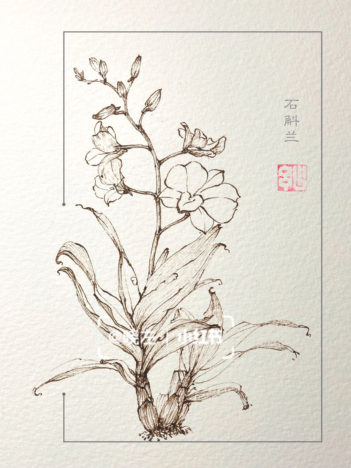 花卉古风速写:石斛兰