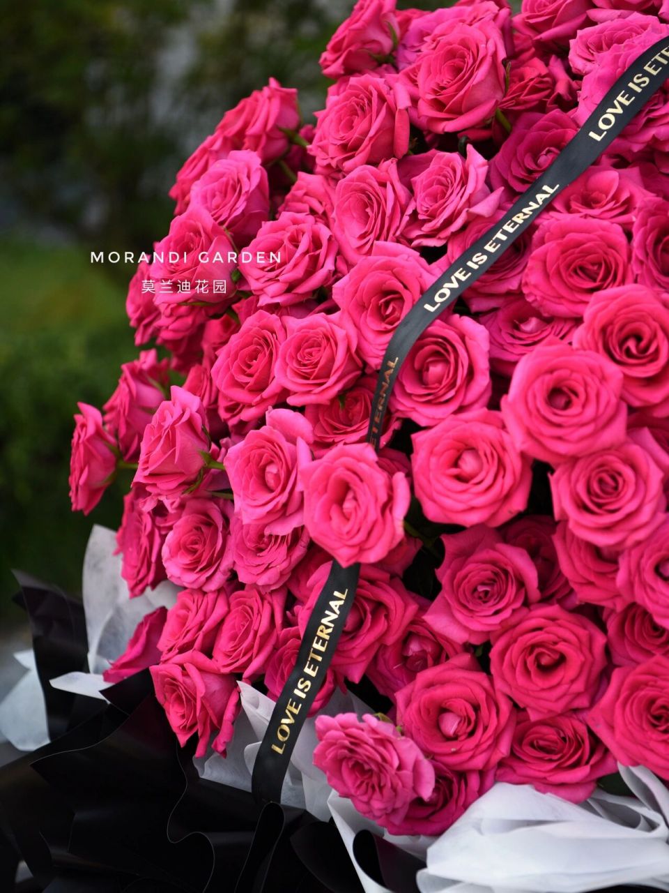 弗洛伊德 | pink floyd(520朵) - 兰蔻御用玫瑰95 弗洛伊德 | pink
