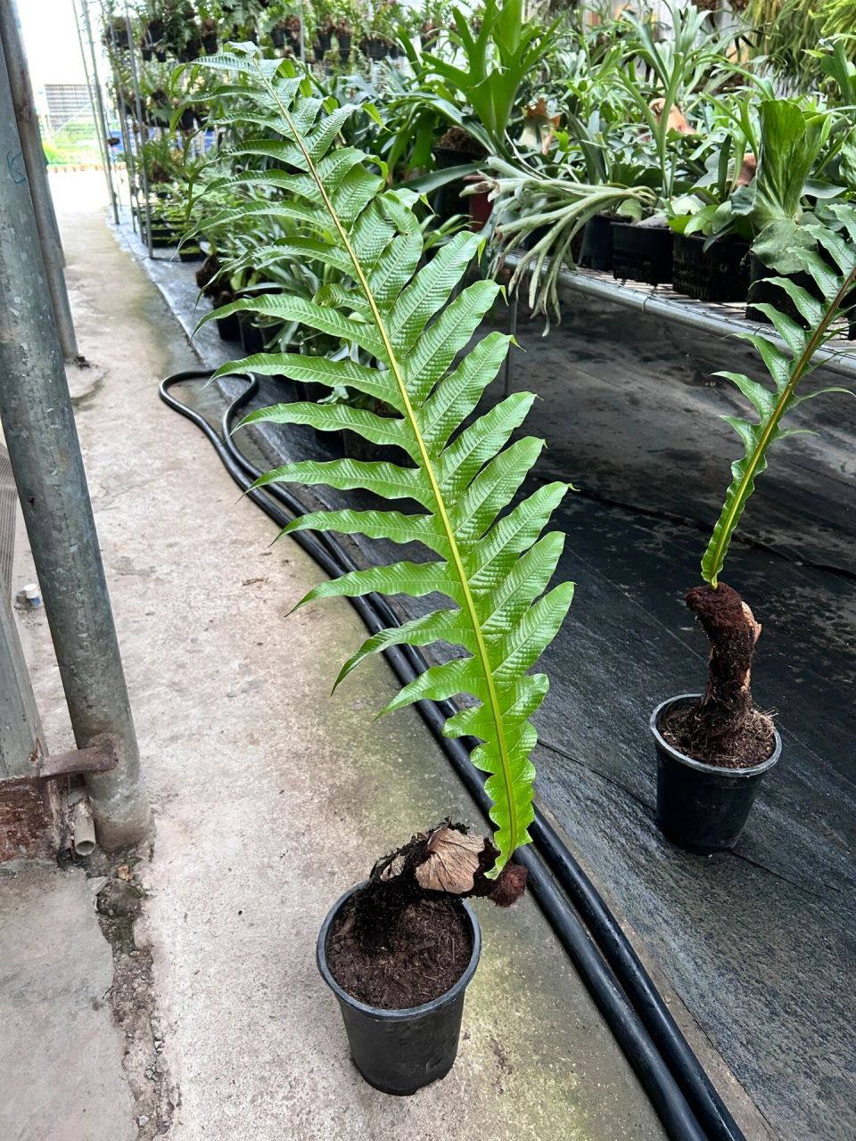 老桩王冠蕨  蕨类植物作为地球最早的陆生植物,沧海一粟,我们早已没有