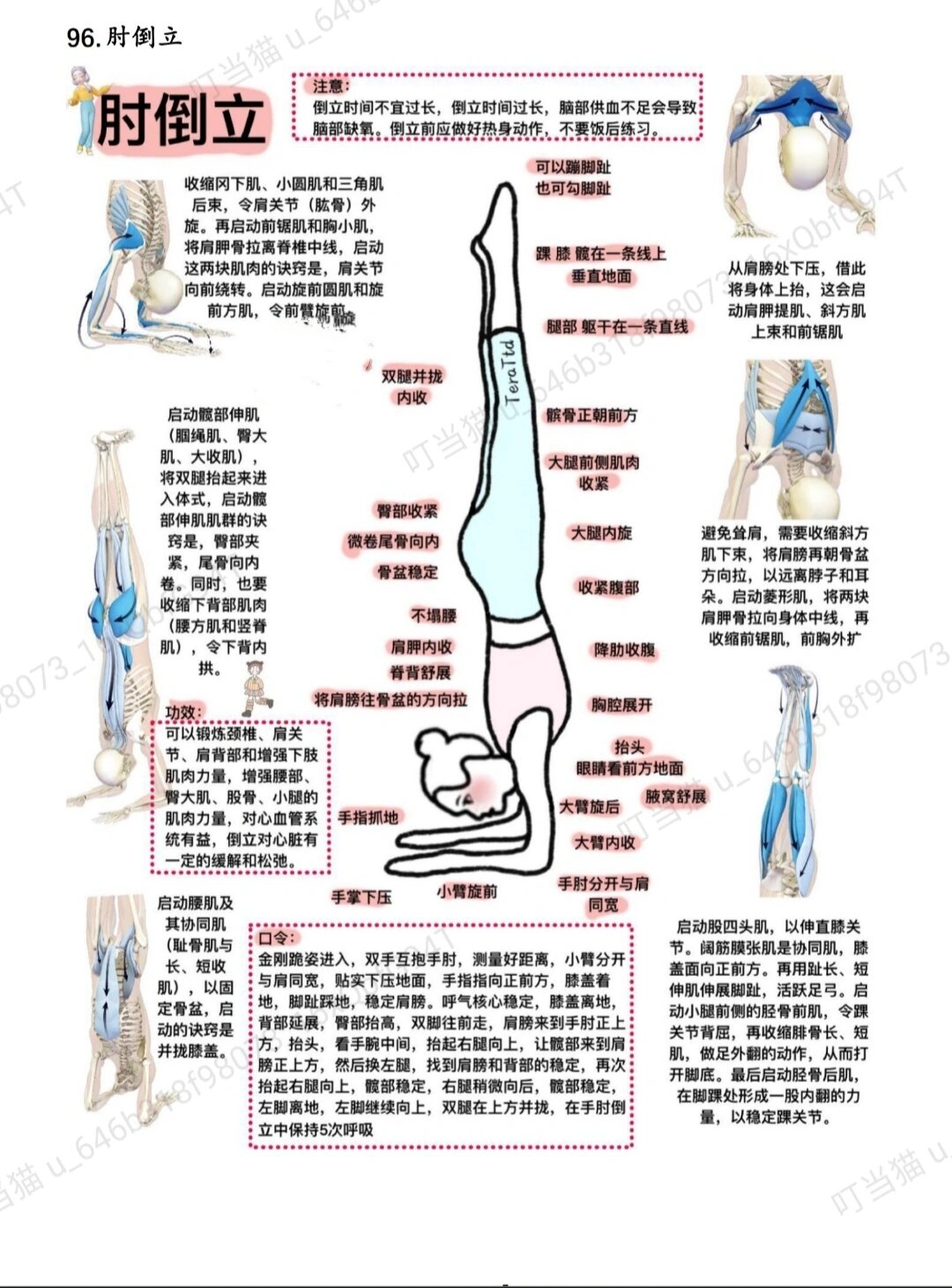 瑜伽肘板式图片