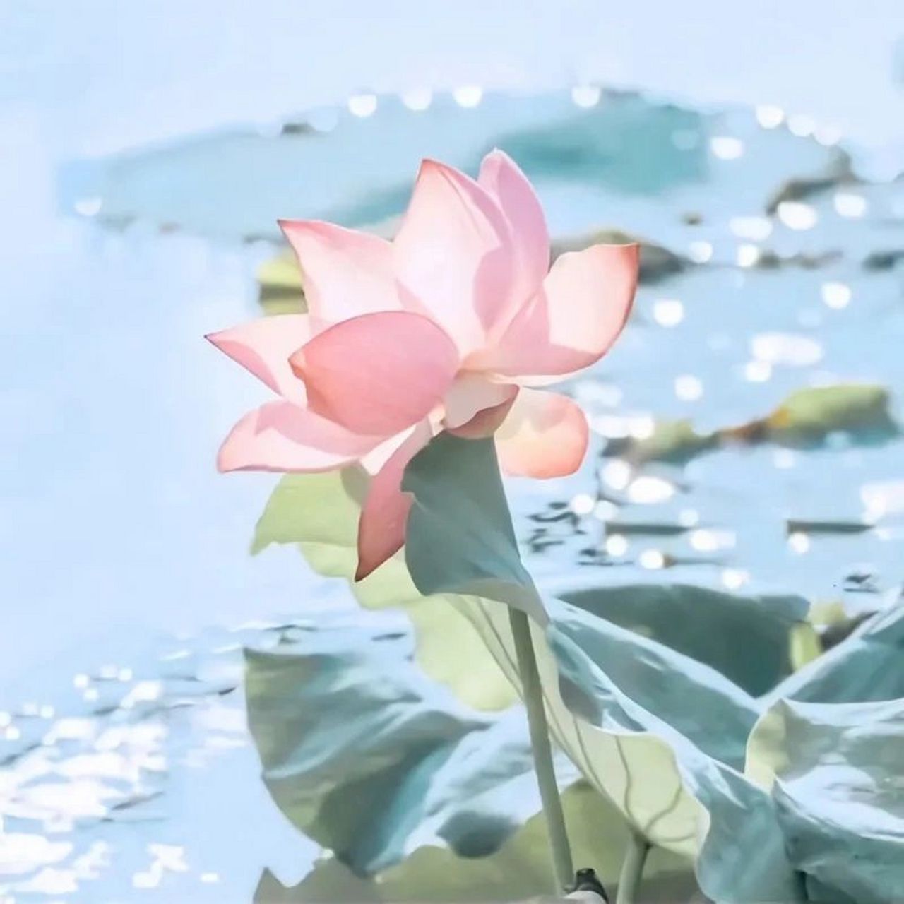 wechat头像|好运莲莲 希望接下来的日子水逆退散,好运连连03 	 cr