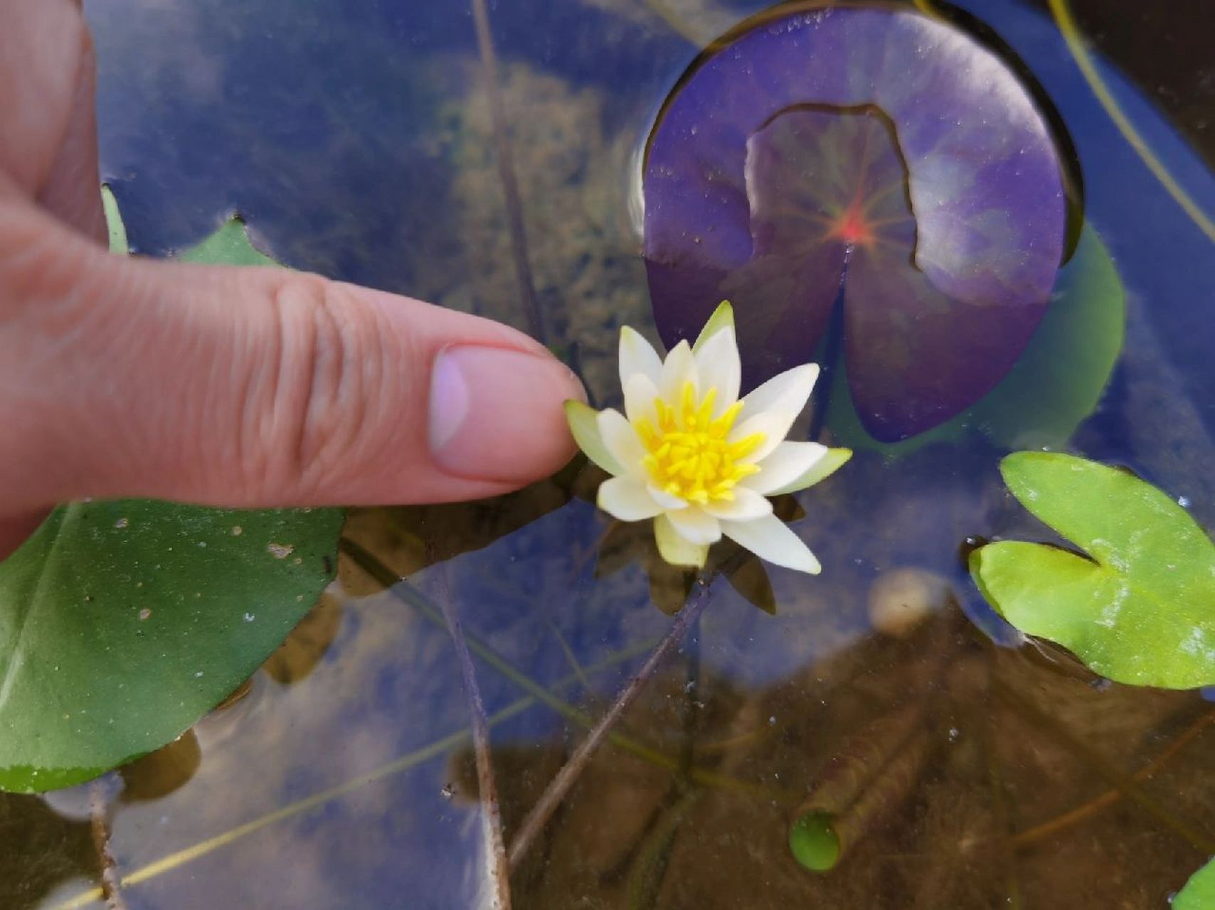 小型睡莲① | 小白子午莲 原产于中国的睡莲原生种n.tetragona.