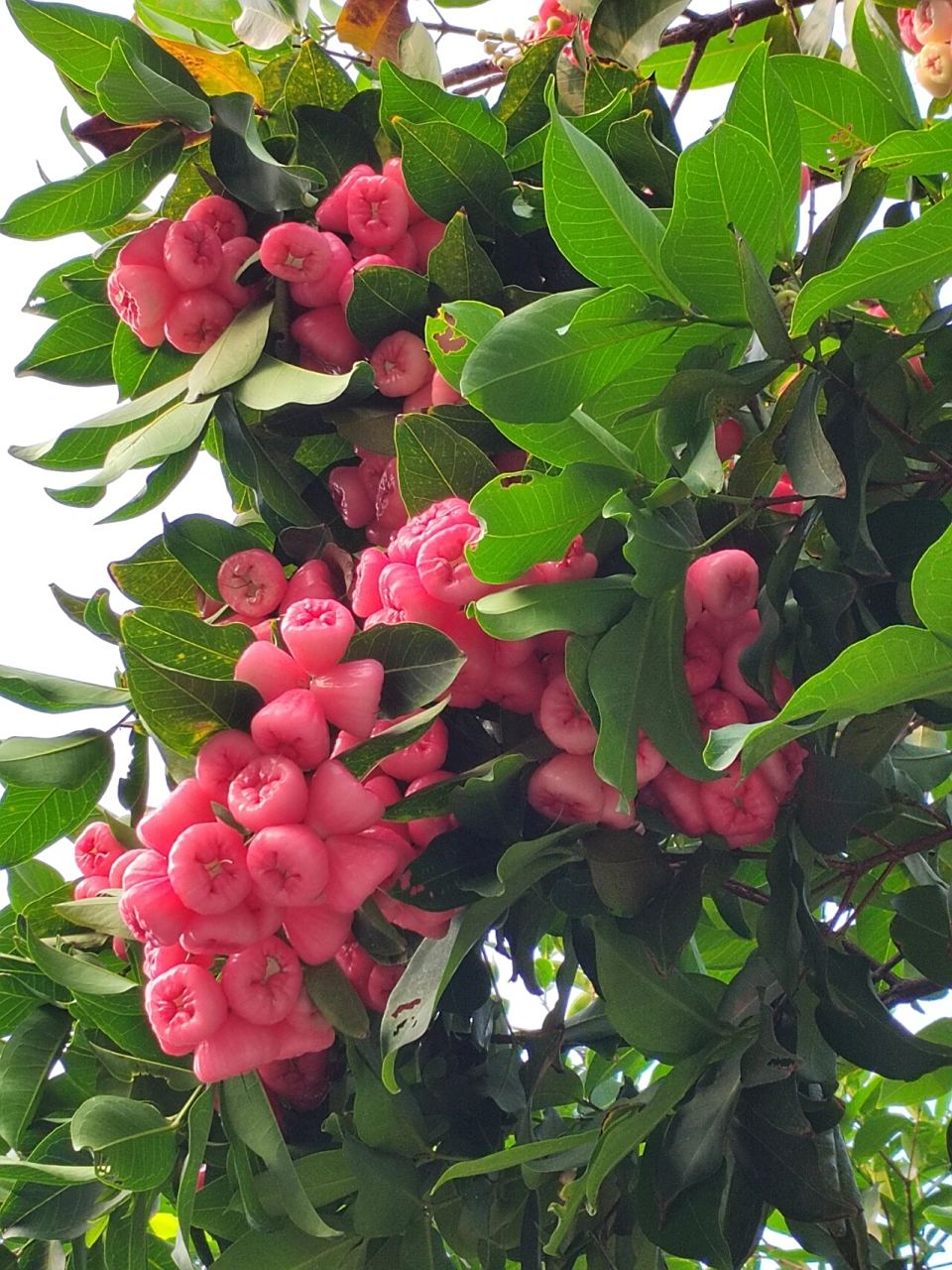 今年的雾莲又大又多! 731573157315