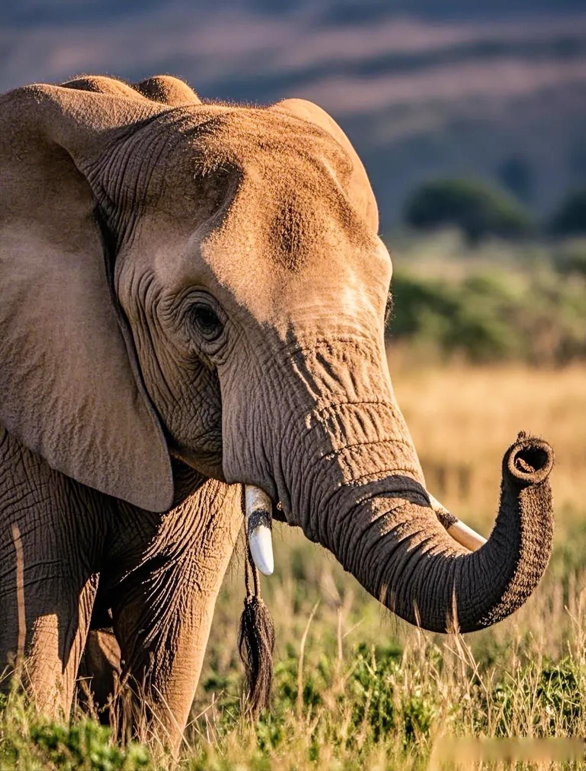 亚洲象鼻子尖端的鼻突作用是什么?