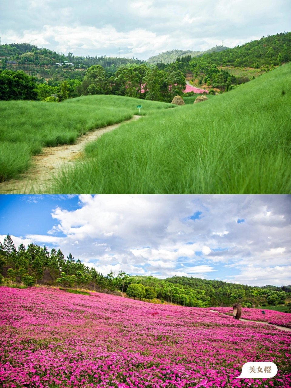 昆明周边|滇中植物园最全攻略来了哦 滇中植物园,我是因为花海知道的
