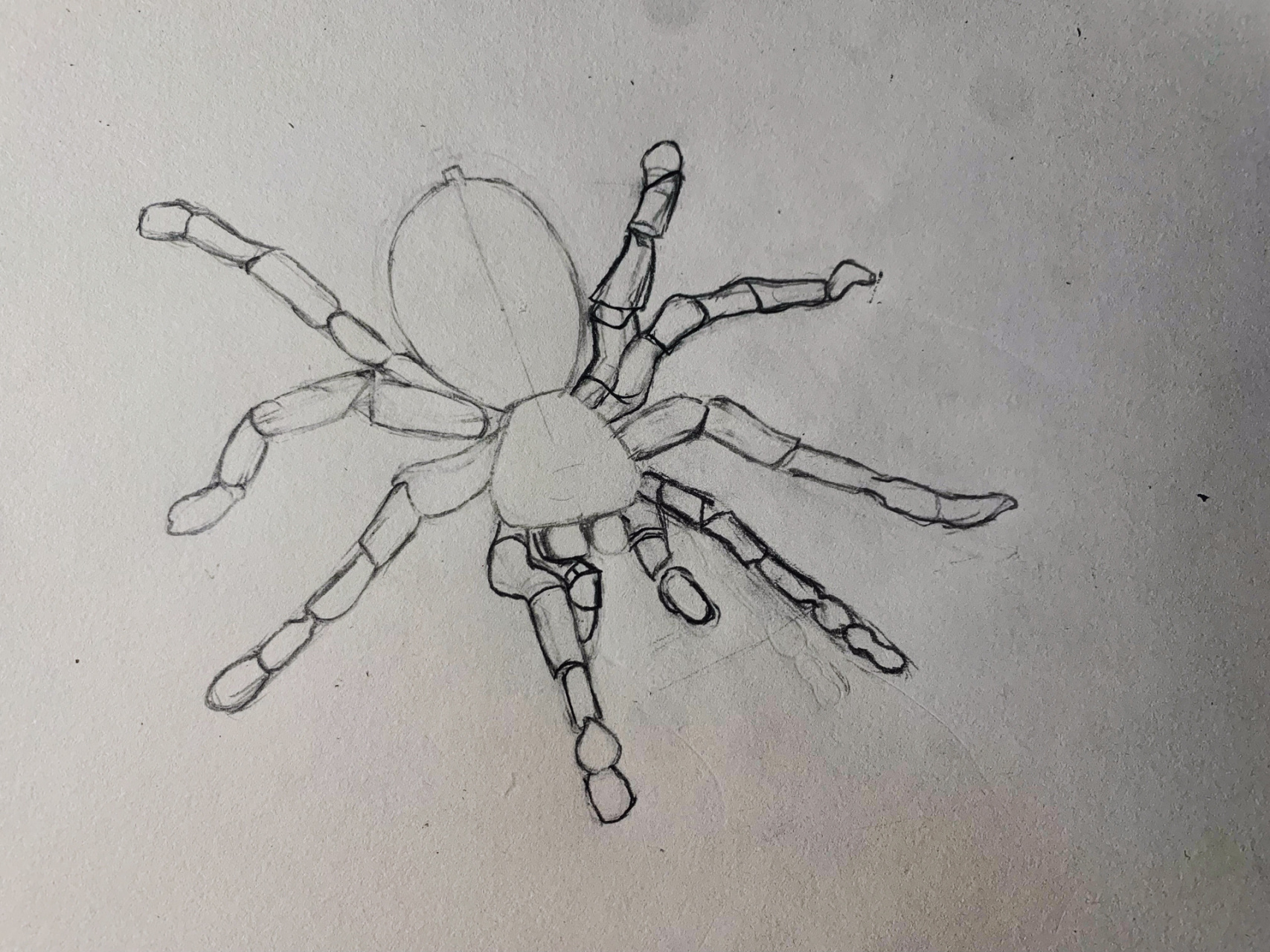 蜘蛛画画部骤(自己画的)