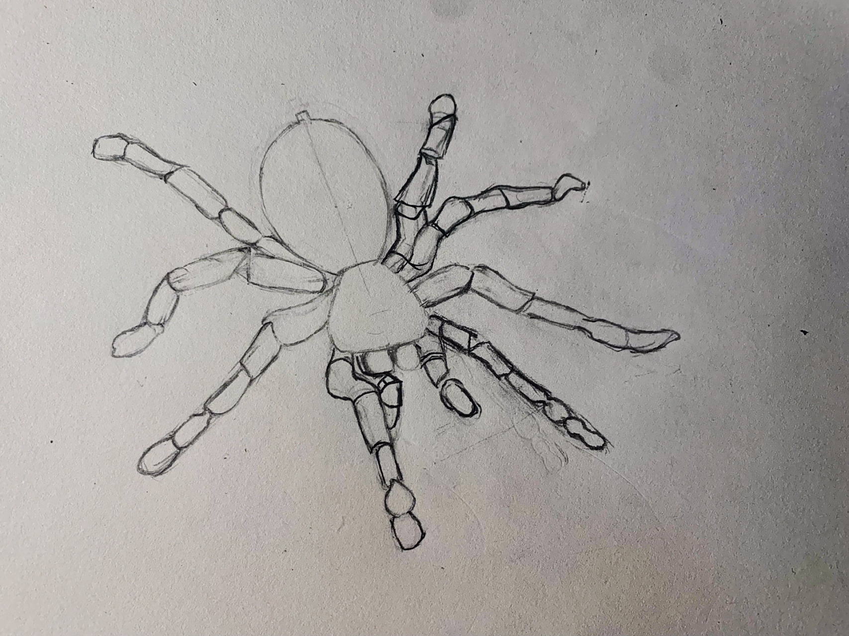 蜘蛛画画部骤(自己画的)