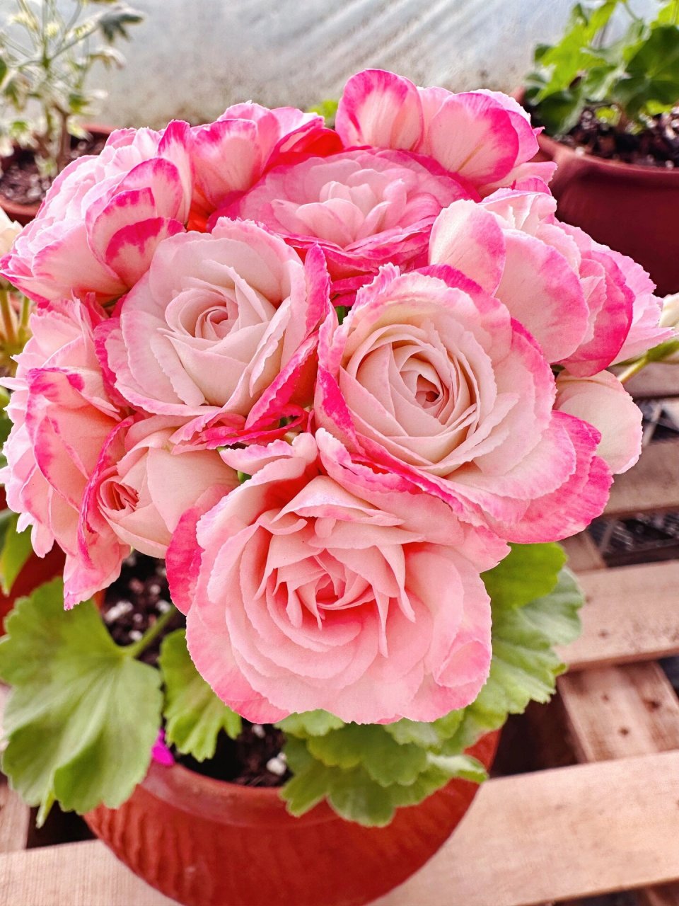 天竺葵 丹尼斯碗 360度无死角的美