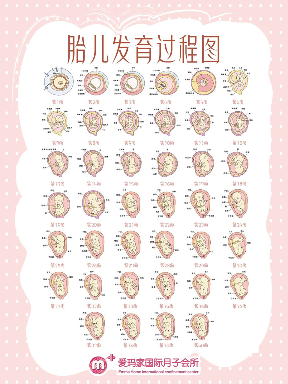 宝妈必看‖胎儿发育过程图及孕期注意事项78 十月怀