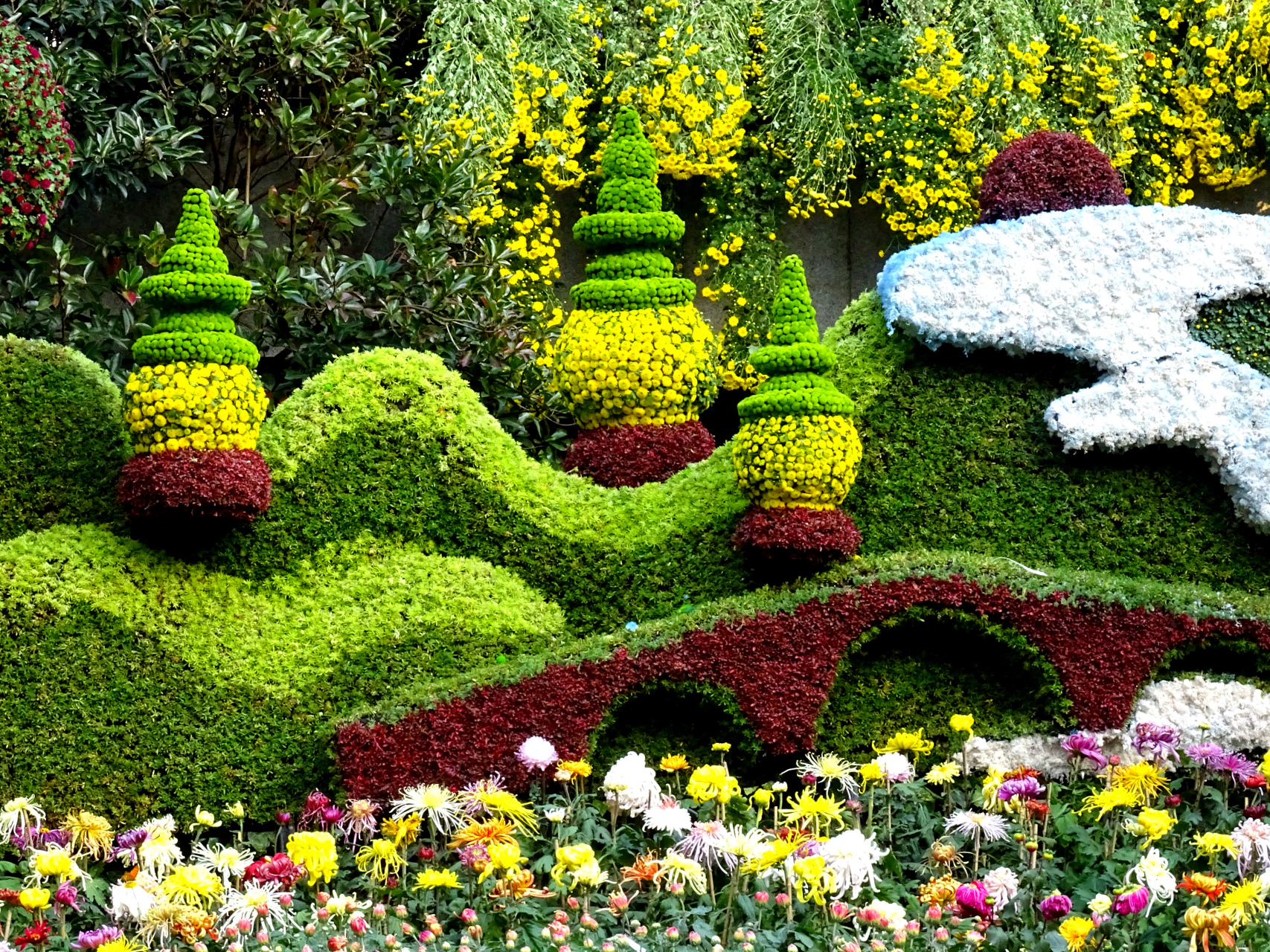 好摄之友#今天,长三角菊花精品展暨杭州市第九届菊花艺术展,在植物园 