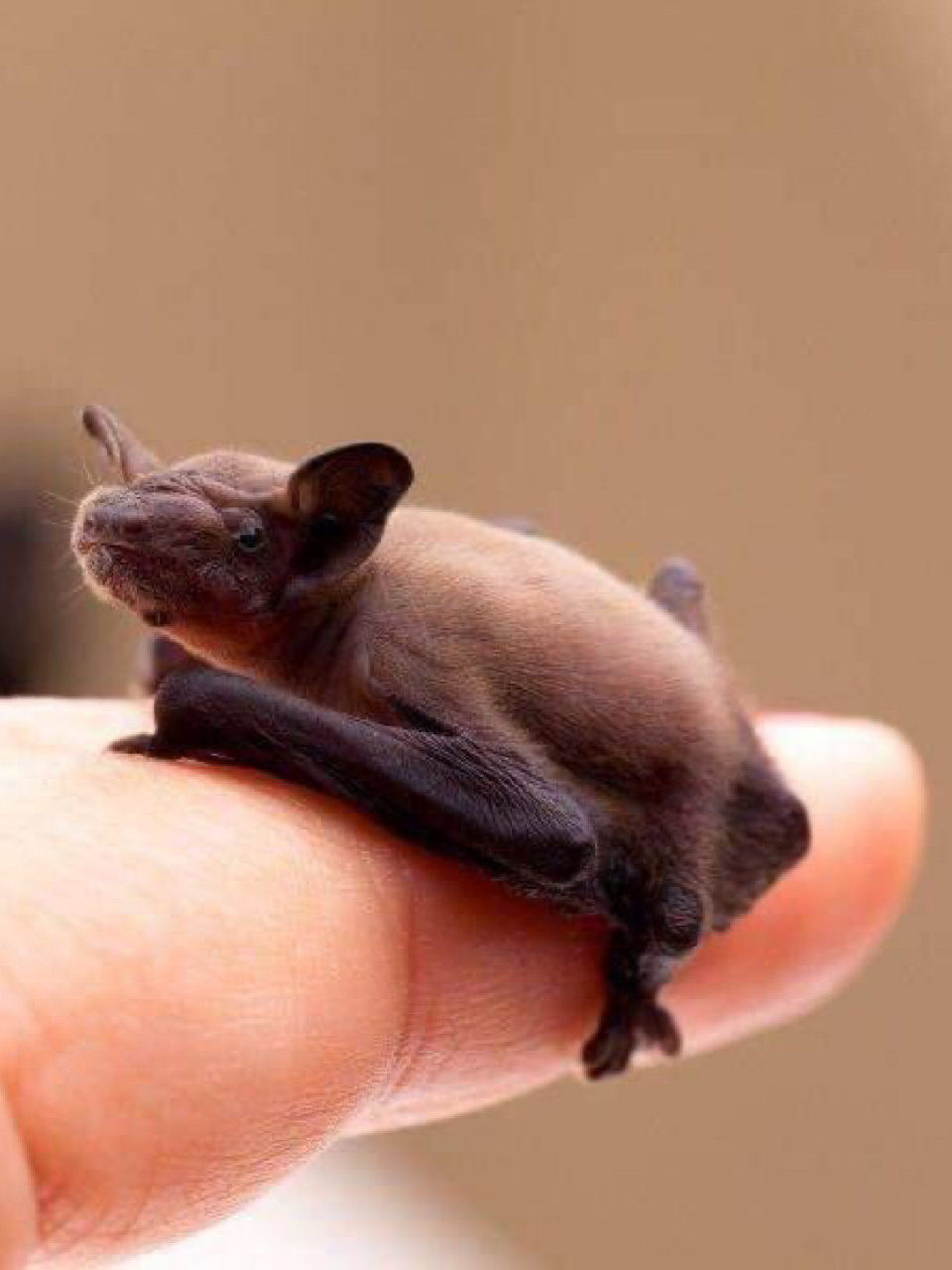 世界上最小的物种图片