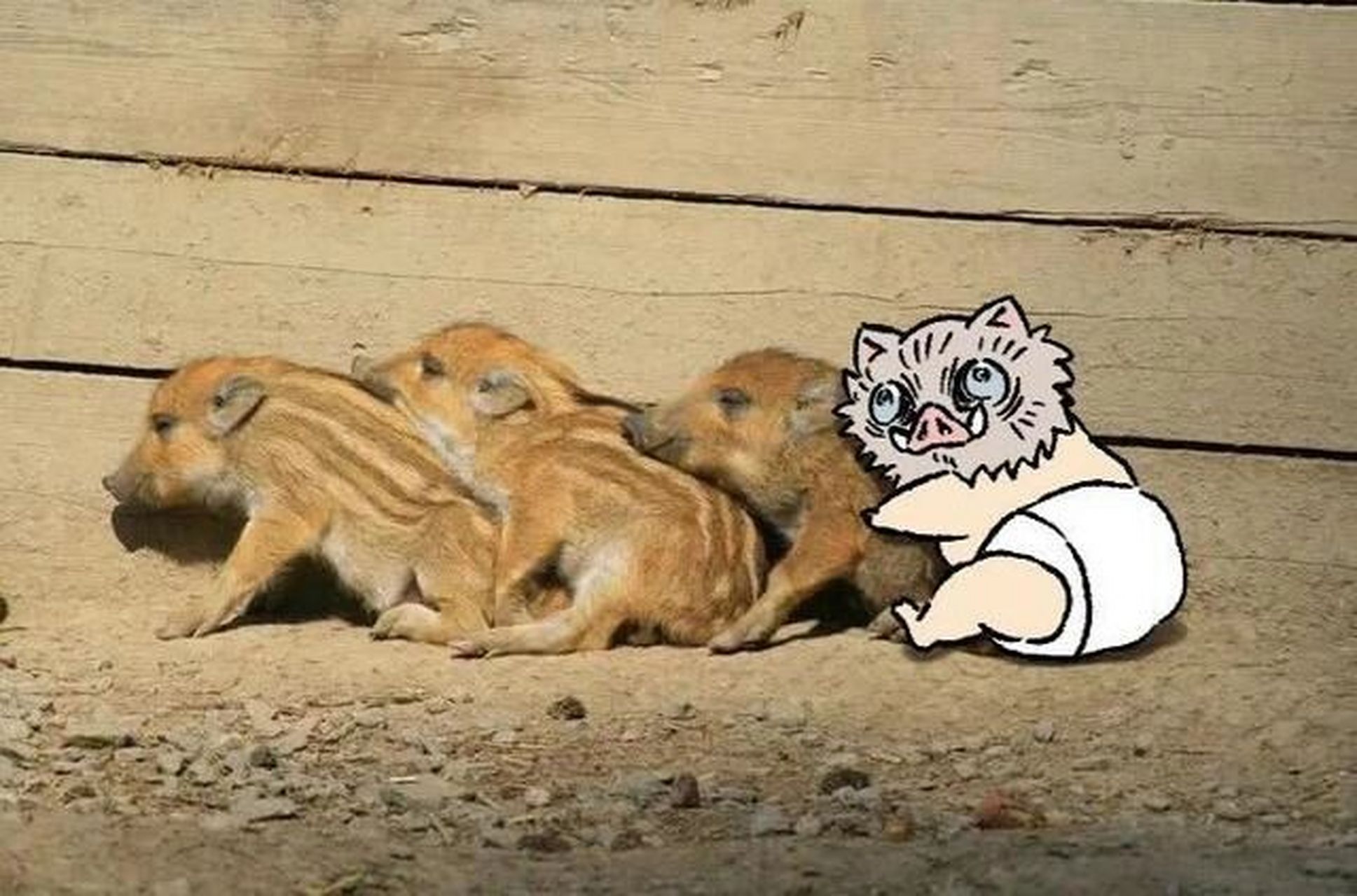 猪突猛进!