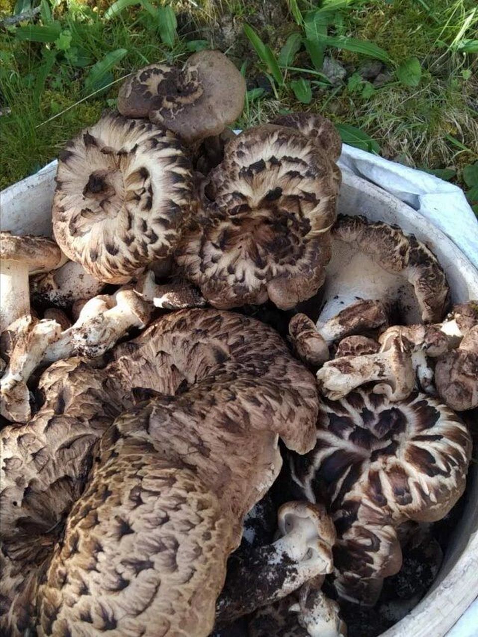 西藏虎掌菌 🍀虎掌菌,也称獐子菌,生长在"小瑞士"西藏类乌齐海拔