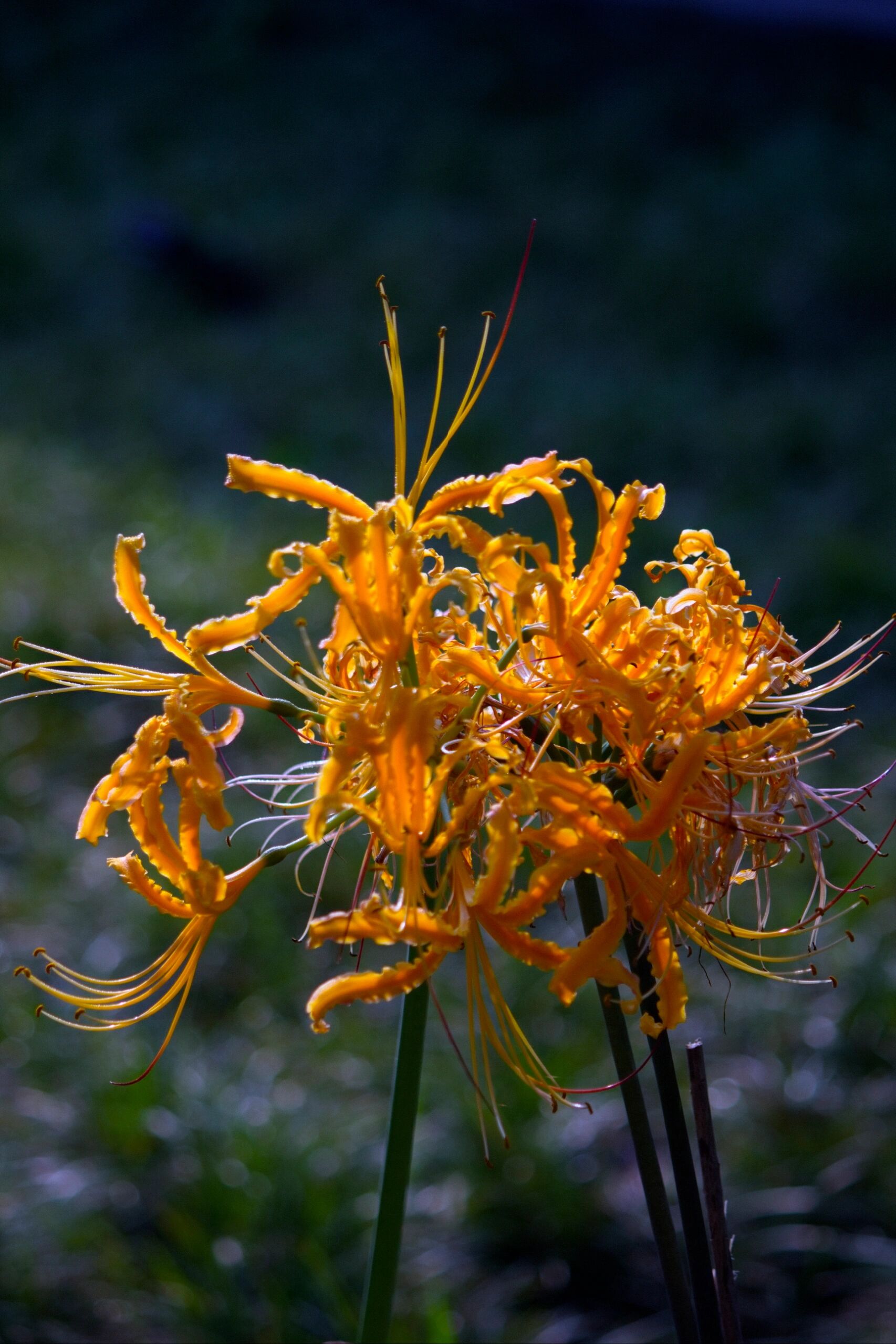 西安大兴善寺的黄色彼岸花