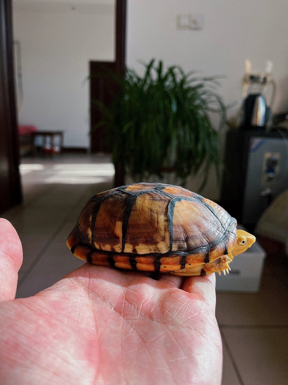 欣赏原相机下的白唇龟 蛋龟中壳子最好的品种,坚硬油光锃亮