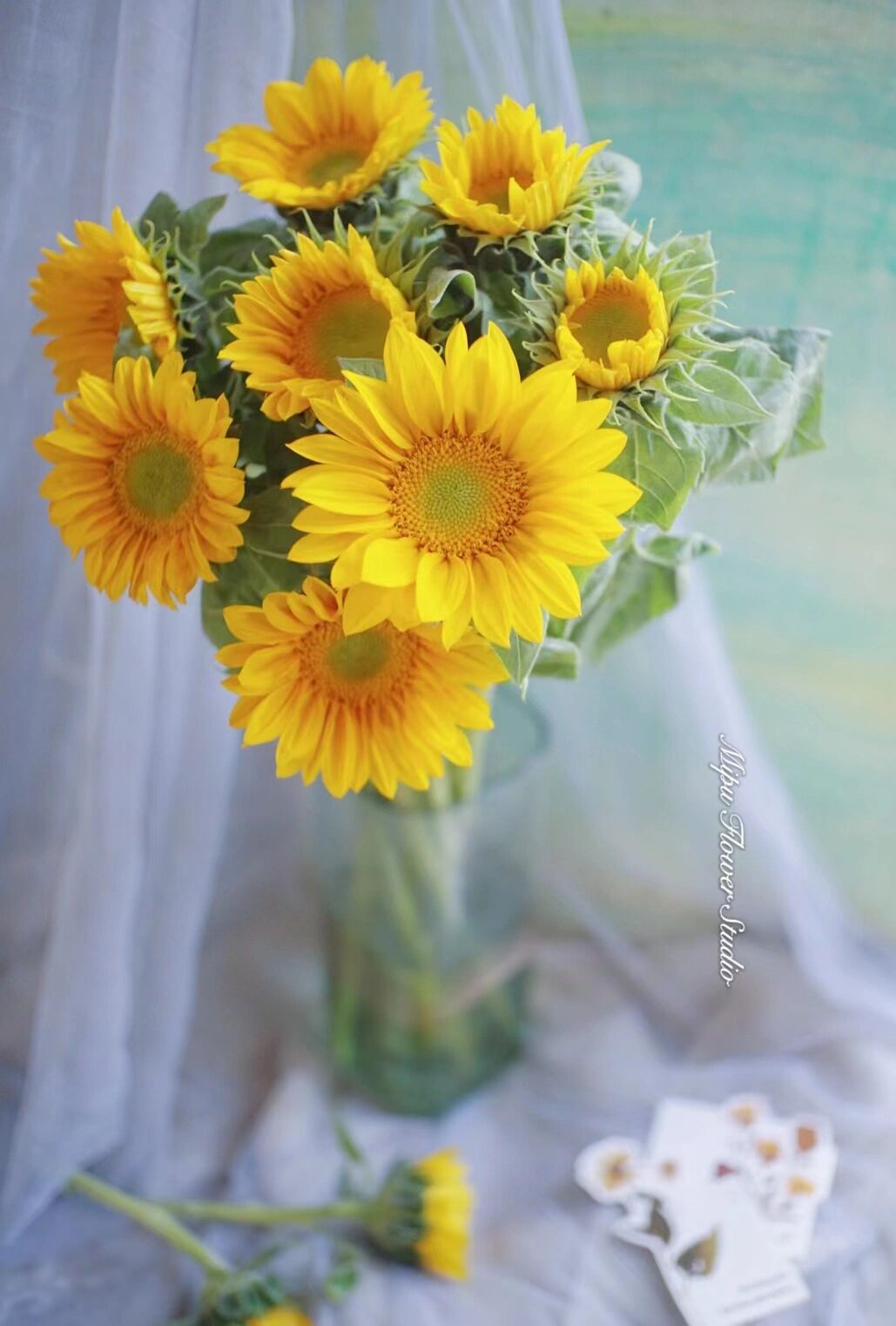 花材分享|绿心迷你向日葵 绿心迷你向日葵