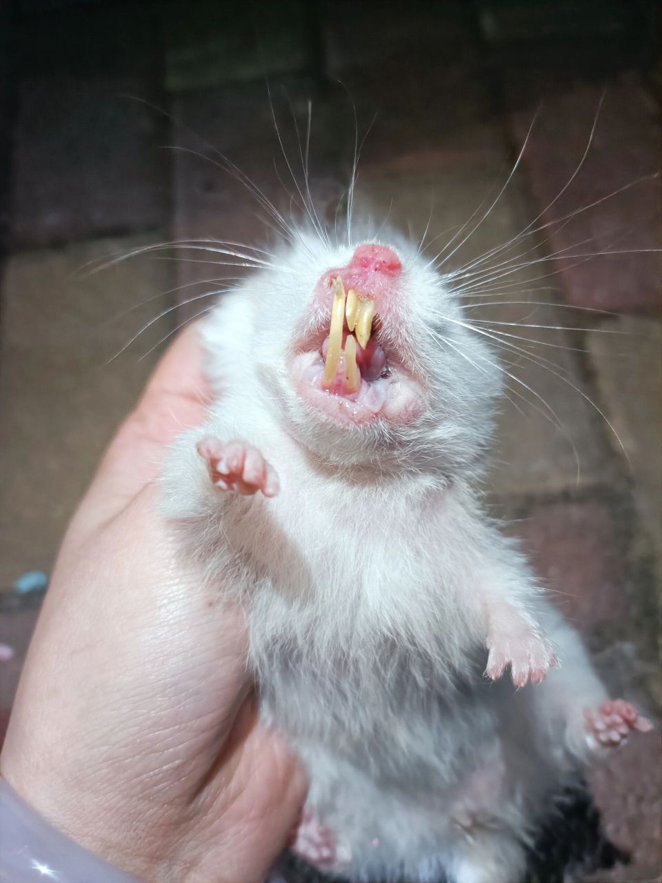 仓鼠不磨牙的危害 不磨牙会带来的危害!